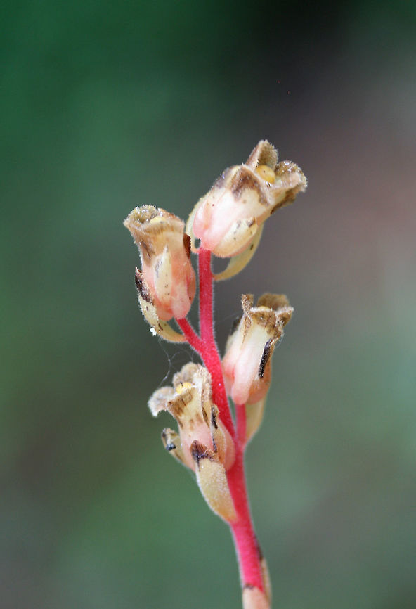 Hairy Pinesap (Hypopitys lanuginosa) Growing below hickories and oaks on a ridge side in a dense forest.<br />
<br />
Hypopitys lanuginosa is a nonphotosynthetic, mycoheterotrophic plant that thrives in the dark understories of forests. Because it lacks chlorophyll, it must obtain its nutrients from other sources. It is a parasite on fungi (usually Tricholoma sp.) and an indirect parasite of trees. It obtains nutrients from fungi which are initially obtained from trees.<br />
<figure class="photo"><a href="https://www.jungledragon.com/image/66646/hairy_pinesap_hypopitys_lanuginosa.html" title="Hairy Pinesap (Hypopitys lanuginosa)"><img src="https://s3.amazonaws.com/media.jungledragon.com/images/3231/66646_thumb.jpg?AWSAccessKeyId=05GMT0V3GWVNE7GGM1R2&Expires=1770854410&Signature=9pSC8DxXiBI1%2B1QwYEbK%2F%2Fvcnk8%3D" width="108" height="152" alt="Hairy Pinesap (Hypopitys lanuginosa) Growing below hickories and oaks on a ridge side in a dense forest.<br />
<br />
Hypopitys lanuginosa is a nonphotosynthetic, mycoheterotrophic plant that thrives in the dark understories of forests. Because it lacks chlorophyll, it must obtain its nutrients from other sources. It is a parasite on fungi (usually Tricholoma sp.) and an indirect parasite of trees. It obtains nutrients from fungi which are initially obtained from trees. <br />
https://www.jungledragon.com/image/66648/hairy_pinesap_hypopitys_lanuginosa.html<br />
https://www.jungledragon.com/image/66647/hairy_pinesap_hypopitys_lanuginosa.html Geotagged,Hairy Pine Sap,Hypopitys lanuginosa,Summer,United States" /></a></figure><br />
<figure class="photo"><a href="https://www.jungledragon.com/image/66647/hairy_pinesap_hypopitys_lanuginosa.html" title="Hairy Pinesap (Hypopitys lanuginosa)"><img src="https://s3.amazonaws.com/media.jungledragon.com/images/3231/66647_thumb.jpg?AWSAccessKeyId=05GMT0V3GWVNE7GGM1R2&Expires=1770854410&Signature=XTCJzzAIDQG5h7R7FPKc5QdZ6IA%3D" width="102" height="152" alt="Hairy Pinesap (Hypopitys lanuginosa) Growing below hickories and oaks on a ridge side in a dense forest.<br />
<br />
Hypopitys lanuginosa is a nonphotosynthetic, mycoheterotrophic plant that thrives in the dark understories of forests. Because it lacks chlorophyll, it must obtain its nutrients from other sources. It is a parasite on fungi (usually Tricholoma sp.) and an indirect parasite of trees. It obtains nutrients from fungi which are initially obtained from trees. <br />
https://www.jungledragon.com/image/66646/hairy_pinesap_hypopitys_lanuginosa.html<br />
https://www.jungledragon.com/image/66648/hairy_pinesap_hypopitys_lanuginosa.html Geotagged,Hairy Pine Sap,Hypopitys lanuginosa,Summer,United States" /></a></figure> Geotagged,Hairy Pine Sap,Hypopitys lanuginosa,Summer,United States