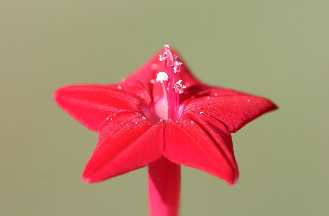 Cypress Vine (Ipomoea quamoclit) INTRODUCED. Growing on the eroded slope of a roadside ditch.<br />
<figure class="photo"><a href="https://www.jungledragon.com/image/66666/cypress_vine_ipomoea_quamoclit.html" title="Cypress Vine (Ipomoea quamoclit)"><img src="https://s3.amazonaws.com/media.jungledragon.com/images/3231/66666_thumb.jpg?AWSAccessKeyId=05GMT0V3GWVNE7GGM1R2&Expires=1767225610&Signature=QPCnMK4Rm7NgAfzcSBRj%2Fv6uMXU%3D" width="200" height="134" alt="Cypress Vine (Ipomoea quamoclit) INTRODUCED. Growing on the eroded slope of a roadside ditch.<br />
https://www.jungledragon.com/image/66662/cypress_vine_ipomoea_quamoclit.html<br />
https://www.jungledragon.com/image/66665/cypress_vine_ipomoea_quamoclit.html<br />
https://www.jungledragon.com/image/66664/cypress_vine_ipomoea_quamoclit.html<br />
https://www.jungledragon.com/image/66663/cypress_vine_ipomoea_quamoclit.html Geotagged,Ipomoea quamoclit,Summer,United States" /></a></figure><br />
<figure class="photo"><a href="https://www.jungledragon.com/image/66665/cypress_vine_ipomoea_quamoclit.html" title="Cypress Vine (Ipomoea quamoclit)"><img src="https://s3.amazonaws.com/media.jungledragon.com/images/3231/66665_thumb.jpg?AWSAccessKeyId=05GMT0V3GWVNE7GGM1R2&Expires=1767225610&Signature=9r3vPVBROHgGSoGH9QzT4QCqAb4%3D" width="102" height="152" alt="Cypress Vine (Ipomoea quamoclit) INTRODUCED. Growing on the eroded slope of a roadside ditch.<br />
https://www.jungledragon.com/image/66666/cypress_vine_ipomoea_quamoclit.html<br />
https://www.jungledragon.com/image/66662/cypress_vine_ipomoea_quamoclit.html<br />
https://www.jungledragon.com/image/66664/cypress_vine_ipomoea_quamoclit.html<br />
https://www.jungledragon.com/image/66663/cypress_vine_ipomoea_quamoclit.html Geotagged,Ipomoea quamoclit,Summer,United States" /></a></figure><br />
<figure class="photo"><a href="https://www.jungledragon.com/image/66664/cypress_vine_ipomoea_quamoclit.html" title="Cypress Vine (Ipomoea quamoclit)"><img src="https://s3.amazonaws.com/media.jungledragon.com/images/3231/66664_thumb.jpg?AWSAccessKeyId=05GMT0V3GWVNE7GGM1R2&Expires=1767225610&Signature=7Ybny51q9rkJ5rq2y3TgzXcVInw%3D" width="200" height="134" alt="Cypress Vine (Ipomoea quamoclit) INTRODUCED. Growing on the eroded slope of a roadside ditch.<br />
https://www.jungledragon.com/image/66666/cypress_vine_ipomoea_quamoclit.html<br />
https://www.jungledragon.com/image/66665/cypress_vine_ipomoea_quamoclit.html<br />
https://www.jungledragon.com/image/66662/cypress_vine_ipomoea_quamoclit.html<br />
https://www.jungledragon.com/image/66663/cypress_vine_ipomoea_quamoclit.html Geotagged,Ipomoea quamoclit,Summer,United States" /></a></figure><br />
<figure class="photo"><a href="https://www.jungledragon.com/image/66663/cypress_vine_ipomoea_quamoclit.html" title="Cypress Vine (Ipomoea quamoclit)"><img src="https://s3.amazonaws.com/media.jungledragon.com/images/3231/66663_thumb.jpg?AWSAccessKeyId=05GMT0V3GWVNE7GGM1R2&Expires=1767225610&Signature=ijOr9zNC2mqWDfCz36KA5%2BzTsIE%3D" width="200" height="138" alt="Cypress Vine (Ipomoea quamoclit) INTRODUCED. Growing on the eroded slope of a roadside ditch.<br />
https://www.jungledragon.com/image/66666/cypress_vine_ipomoea_quamoclit.html<br />
https://www.jungledragon.com/image/66665/cypress_vine_ipomoea_quamoclit.html<br />
https://www.jungledragon.com/image/66664/cypress_vine_ipomoea_quamoclit.html<br />
https://www.jungledragon.com/image/66662/cypress_vine_ipomoea_quamoclit.html<br />
 Geotagged,Ipomoea quamoclit,Summer,United States" /></a></figure> Geotagged,Ipomoea quamoclit,Summer,United States