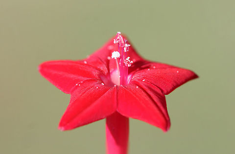 Cypress Vine (Ipomoea quamoclit) INTRODUCED. Growing on the eroded slope of a roadside ditch.
https://www.jungledragon.com/image/66666/cypress_vine_ipomoea_quamoclit.html
https://www.jungledragon.com/image/66665/cypress_vine_ipomoea_quamoclit.html
https://www.jungledragon.com/image/66664/cypress_vine_ipomoea_quamoclit.html
https://www.jungledragon.com/image/66663/cypress_vine_ipomoea_quamoclit.html Geotagged,Ipomoea quamoclit,Summer,United States