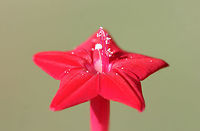 Cypress Vine (Ipomoea quamoclit) INTRODUCED. Growing on the eroded slope of a roadside ditch.<br />
https://www.jungledragon.com/image/66666/cypress_vine_ipomoea_quamoclit.html<br />
https://www.jungledragon.com/image/66665/cypress_vine_ipomoea_quamoclit.html<br />
https://www.jungledragon.com/image/66664/cypress_vine_ipomoea_quamoclit.html<br />
https://www.jungledragon.com/image/66663/cypress_vine_ipomoea_quamoclit.html Geotagged,Ipomoea quamoclit,Summer,United States