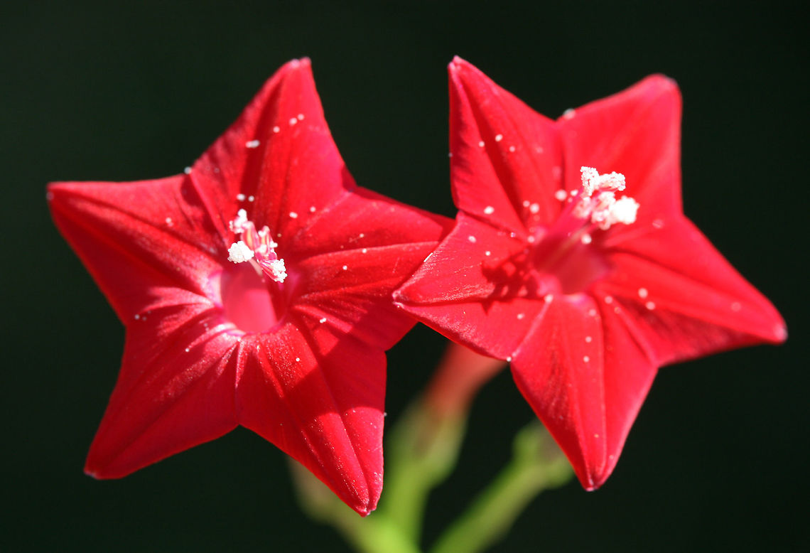 Cypress Vine (Ipomoea quamoclit) INTRODUCED. Growing on the eroded slope of a roadside ditch.<br />
<figure class="photo"><a href="https://www.jungledragon.com/image/66666/cypress_vine_ipomoea_quamoclit.html" title="Cypress Vine (Ipomoea quamoclit)"><img src="https://s3.amazonaws.com/media.jungledragon.com/images/3231/66666_thumb.jpg?AWSAccessKeyId=05GMT0V3GWVNE7GGM1R2&Expires=1759968010&Signature=qymlw0yZjrKltg0oPmsCf0X7oiw%3D" width="200" height="134" alt="Cypress Vine (Ipomoea quamoclit) INTRODUCED. Growing on the eroded slope of a roadside ditch.<br />
https://www.jungledragon.com/image/66662/cypress_vine_ipomoea_quamoclit.html<br />
https://www.jungledragon.com/image/66665/cypress_vine_ipomoea_quamoclit.html<br />
https://www.jungledragon.com/image/66664/cypress_vine_ipomoea_quamoclit.html<br />
https://www.jungledragon.com/image/66663/cypress_vine_ipomoea_quamoclit.html Geotagged,Ipomoea quamoclit,Summer,United States" /></a></figure><br />
<figure class="photo"><a href="https://www.jungledragon.com/image/66665/cypress_vine_ipomoea_quamoclit.html" title="Cypress Vine (Ipomoea quamoclit)"><img src="https://s3.amazonaws.com/media.jungledragon.com/images/3231/66665_thumb.jpg?AWSAccessKeyId=05GMT0V3GWVNE7GGM1R2&Expires=1759968010&Signature=JiQK5LqYOHoDyuGaxJ0Uqw0hRVo%3D" width="102" height="152" alt="Cypress Vine (Ipomoea quamoclit) INTRODUCED. Growing on the eroded slope of a roadside ditch.<br />
https://www.jungledragon.com/image/66666/cypress_vine_ipomoea_quamoclit.html<br />
https://www.jungledragon.com/image/66662/cypress_vine_ipomoea_quamoclit.html<br />
https://www.jungledragon.com/image/66664/cypress_vine_ipomoea_quamoclit.html<br />
https://www.jungledragon.com/image/66663/cypress_vine_ipomoea_quamoclit.html Geotagged,Ipomoea quamoclit,Summer,United States" /></a></figure><br />
<figure class="photo"><a href="https://www.jungledragon.com/image/66664/cypress_vine_ipomoea_quamoclit.html" title="Cypress Vine (Ipomoea quamoclit)"><img src="https://s3.amazonaws.com/media.jungledragon.com/images/3231/66664_thumb.jpg?AWSAccessKeyId=05GMT0V3GWVNE7GGM1R2&Expires=1759968010&Signature=eadeJIyXlATpxVkJjBbhUq5MSeA%3D" width="200" height="134" alt="Cypress Vine (Ipomoea quamoclit) INTRODUCED. Growing on the eroded slope of a roadside ditch.<br />
https://www.jungledragon.com/image/66666/cypress_vine_ipomoea_quamoclit.html<br />
https://www.jungledragon.com/image/66665/cypress_vine_ipomoea_quamoclit.html<br />
https://www.jungledragon.com/image/66662/cypress_vine_ipomoea_quamoclit.html<br />
https://www.jungledragon.com/image/66663/cypress_vine_ipomoea_quamoclit.html Geotagged,Ipomoea quamoclit,Summer,United States" /></a></figure><br />
<figure class="photo"><a href="https://www.jungledragon.com/image/66662/cypress_vine_ipomoea_quamoclit.html" title="Cypress Vine (Ipomoea quamoclit)"><img src="https://s3.amazonaws.com/media.jungledragon.com/images/3231/66662_thumb.jpg?AWSAccessKeyId=05GMT0V3GWVNE7GGM1R2&Expires=1759968010&Signature=f1zZ3VKBCn2gndadcf5ngJMuWgA%3D" width="200" height="132" alt="Cypress Vine (Ipomoea quamoclit) INTRODUCED. Growing on the eroded slope of a roadside ditch.<br />
https://www.jungledragon.com/image/66666/cypress_vine_ipomoea_quamoclit.html<br />
https://www.jungledragon.com/image/66665/cypress_vine_ipomoea_quamoclit.html<br />
https://www.jungledragon.com/image/66664/cypress_vine_ipomoea_quamoclit.html<br />
https://www.jungledragon.com/image/66663/cypress_vine_ipomoea_quamoclit.html Geotagged,Ipomoea quamoclit,Summer,United States" /></a></figure><br />
 Geotagged,Ipomoea quamoclit,Summer,United States