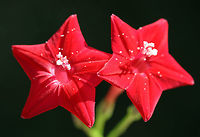 Cypress Vine (Ipomoea quamoclit) INTRODUCED. Growing on the eroded slope of a roadside ditch.<br />
https://www.jungledragon.com/image/66666/cypress_vine_ipomoea_quamoclit.html<br />
https://www.jungledragon.com/image/66665/cypress_vine_ipomoea_quamoclit.html<br />
https://www.jungledragon.com/image/66664/cypress_vine_ipomoea_quamoclit.html<br />
https://www.jungledragon.com/image/66662/cypress_vine_ipomoea_quamoclit.html<br />
 Geotagged,Ipomoea quamoclit,Summer,United States