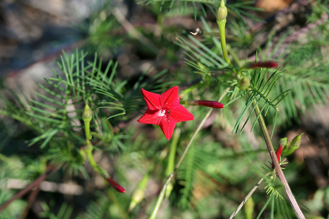 Cypress Vine (Ipomoea quamoclit) INTRODUCED. Growing on the eroded slope of a roadside ditch.<br />
<figure class="photo"><a href="https://www.jungledragon.com/image/66666/cypress_vine_ipomoea_quamoclit.html" title="Cypress Vine (Ipomoea quamoclit)"><img src="https://s3.amazonaws.com/media.jungledragon.com/images/3231/66666_thumb.jpg?AWSAccessKeyId=05GMT0V3GWVNE7GGM1R2&Expires=1759968010&Signature=qymlw0yZjrKltg0oPmsCf0X7oiw%3D" width="200" height="134" alt="Cypress Vine (Ipomoea quamoclit) INTRODUCED. Growing on the eroded slope of a roadside ditch.<br />
https://www.jungledragon.com/image/66662/cypress_vine_ipomoea_quamoclit.html<br />
https://www.jungledragon.com/image/66665/cypress_vine_ipomoea_quamoclit.html<br />
https://www.jungledragon.com/image/66664/cypress_vine_ipomoea_quamoclit.html<br />
https://www.jungledragon.com/image/66663/cypress_vine_ipomoea_quamoclit.html Geotagged,Ipomoea quamoclit,Summer,United States" /></a></figure><br />
<figure class="photo"><a href="https://www.jungledragon.com/image/66665/cypress_vine_ipomoea_quamoclit.html" title="Cypress Vine (Ipomoea quamoclit)"><img src="https://s3.amazonaws.com/media.jungledragon.com/images/3231/66665_thumb.jpg?AWSAccessKeyId=05GMT0V3GWVNE7GGM1R2&Expires=1759968010&Signature=JiQK5LqYOHoDyuGaxJ0Uqw0hRVo%3D" width="102" height="152" alt="Cypress Vine (Ipomoea quamoclit) INTRODUCED. Growing on the eroded slope of a roadside ditch.<br />
https://www.jungledragon.com/image/66666/cypress_vine_ipomoea_quamoclit.html<br />
https://www.jungledragon.com/image/66662/cypress_vine_ipomoea_quamoclit.html<br />
https://www.jungledragon.com/image/66664/cypress_vine_ipomoea_quamoclit.html<br />
https://www.jungledragon.com/image/66663/cypress_vine_ipomoea_quamoclit.html Geotagged,Ipomoea quamoclit,Summer,United States" /></a></figure><br />
<figure class="photo"><a href="https://www.jungledragon.com/image/66662/cypress_vine_ipomoea_quamoclit.html" title="Cypress Vine (Ipomoea quamoclit)"><img src="https://s3.amazonaws.com/media.jungledragon.com/images/3231/66662_thumb.jpg?AWSAccessKeyId=05GMT0V3GWVNE7GGM1R2&Expires=1759968010&Signature=f1zZ3VKBCn2gndadcf5ngJMuWgA%3D" width="200" height="132" alt="Cypress Vine (Ipomoea quamoclit) INTRODUCED. Growing on the eroded slope of a roadside ditch.<br />
https://www.jungledragon.com/image/66666/cypress_vine_ipomoea_quamoclit.html<br />
https://www.jungledragon.com/image/66665/cypress_vine_ipomoea_quamoclit.html<br />
https://www.jungledragon.com/image/66664/cypress_vine_ipomoea_quamoclit.html<br />
https://www.jungledragon.com/image/66663/cypress_vine_ipomoea_quamoclit.html Geotagged,Ipomoea quamoclit,Summer,United States" /></a></figure><br />
<figure class="photo"><a href="https://www.jungledragon.com/image/66663/cypress_vine_ipomoea_quamoclit.html" title="Cypress Vine (Ipomoea quamoclit)"><img src="https://s3.amazonaws.com/media.jungledragon.com/images/3231/66663_thumb.jpg?AWSAccessKeyId=05GMT0V3GWVNE7GGM1R2&Expires=1759968010&Signature=muuNXa0RfE6QOyzWm6%2BkC37zMcY%3D" width="200" height="138" alt="Cypress Vine (Ipomoea quamoclit) INTRODUCED. Growing on the eroded slope of a roadside ditch.<br />
https://www.jungledragon.com/image/66666/cypress_vine_ipomoea_quamoclit.html<br />
https://www.jungledragon.com/image/66665/cypress_vine_ipomoea_quamoclit.html<br />
https://www.jungledragon.com/image/66664/cypress_vine_ipomoea_quamoclit.html<br />
https://www.jungledragon.com/image/66662/cypress_vine_ipomoea_quamoclit.html<br />
 Geotagged,Ipomoea quamoclit,Summer,United States" /></a></figure> Geotagged,Ipomoea quamoclit,Summer,United States