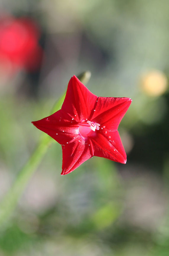 Cypress Vine (Ipomoea quamoclit) INTRODUCED. Growing on the eroded slope of a roadside ditch.<br />
<figure class="photo"><a href="https://www.jungledragon.com/image/66666/cypress_vine_ipomoea_quamoclit.html" title="Cypress Vine (Ipomoea quamoclit)"><img src="https://s3.amazonaws.com/media.jungledragon.com/images/3231/66666_thumb.jpg?AWSAccessKeyId=05GMT0V3GWVNE7GGM1R2&Expires=1759968010&Signature=qymlw0yZjrKltg0oPmsCf0X7oiw%3D" width="200" height="134" alt="Cypress Vine (Ipomoea quamoclit) INTRODUCED. Growing on the eroded slope of a roadside ditch.<br />
https://www.jungledragon.com/image/66662/cypress_vine_ipomoea_quamoclit.html<br />
https://www.jungledragon.com/image/66665/cypress_vine_ipomoea_quamoclit.html<br />
https://www.jungledragon.com/image/66664/cypress_vine_ipomoea_quamoclit.html<br />
https://www.jungledragon.com/image/66663/cypress_vine_ipomoea_quamoclit.html Geotagged,Ipomoea quamoclit,Summer,United States" /></a></figure><br />
<figure class="photo"><a href="https://www.jungledragon.com/image/66662/cypress_vine_ipomoea_quamoclit.html" title="Cypress Vine (Ipomoea quamoclit)"><img src="https://s3.amazonaws.com/media.jungledragon.com/images/3231/66662_thumb.jpg?AWSAccessKeyId=05GMT0V3GWVNE7GGM1R2&Expires=1759968010&Signature=f1zZ3VKBCn2gndadcf5ngJMuWgA%3D" width="200" height="132" alt="Cypress Vine (Ipomoea quamoclit) INTRODUCED. Growing on the eroded slope of a roadside ditch.<br />
https://www.jungledragon.com/image/66666/cypress_vine_ipomoea_quamoclit.html<br />
https://www.jungledragon.com/image/66665/cypress_vine_ipomoea_quamoclit.html<br />
https://www.jungledragon.com/image/66664/cypress_vine_ipomoea_quamoclit.html<br />
https://www.jungledragon.com/image/66663/cypress_vine_ipomoea_quamoclit.html Geotagged,Ipomoea quamoclit,Summer,United States" /></a></figure><br />
<figure class="photo"><a href="https://www.jungledragon.com/image/66664/cypress_vine_ipomoea_quamoclit.html" title="Cypress Vine (Ipomoea quamoclit)"><img src="https://s3.amazonaws.com/media.jungledragon.com/images/3231/66664_thumb.jpg?AWSAccessKeyId=05GMT0V3GWVNE7GGM1R2&Expires=1759968010&Signature=eadeJIyXlATpxVkJjBbhUq5MSeA%3D" width="200" height="134" alt="Cypress Vine (Ipomoea quamoclit) INTRODUCED. Growing on the eroded slope of a roadside ditch.<br />
https://www.jungledragon.com/image/66666/cypress_vine_ipomoea_quamoclit.html<br />
https://www.jungledragon.com/image/66665/cypress_vine_ipomoea_quamoclit.html<br />
https://www.jungledragon.com/image/66662/cypress_vine_ipomoea_quamoclit.html<br />
https://www.jungledragon.com/image/66663/cypress_vine_ipomoea_quamoclit.html Geotagged,Ipomoea quamoclit,Summer,United States" /></a></figure><br />
<figure class="photo"><a href="https://www.jungledragon.com/image/66663/cypress_vine_ipomoea_quamoclit.html" title="Cypress Vine (Ipomoea quamoclit)"><img src="https://s3.amazonaws.com/media.jungledragon.com/images/3231/66663_thumb.jpg?AWSAccessKeyId=05GMT0V3GWVNE7GGM1R2&Expires=1759968010&Signature=muuNXa0RfE6QOyzWm6%2BkC37zMcY%3D" width="200" height="138" alt="Cypress Vine (Ipomoea quamoclit) INTRODUCED. Growing on the eroded slope of a roadside ditch.<br />
https://www.jungledragon.com/image/66666/cypress_vine_ipomoea_quamoclit.html<br />
https://www.jungledragon.com/image/66665/cypress_vine_ipomoea_quamoclit.html<br />
https://www.jungledragon.com/image/66664/cypress_vine_ipomoea_quamoclit.html<br />
https://www.jungledragon.com/image/66662/cypress_vine_ipomoea_quamoclit.html<br />
 Geotagged,Ipomoea quamoclit,Summer,United States" /></a></figure> Geotagged,Ipomoea quamoclit,Summer,United States