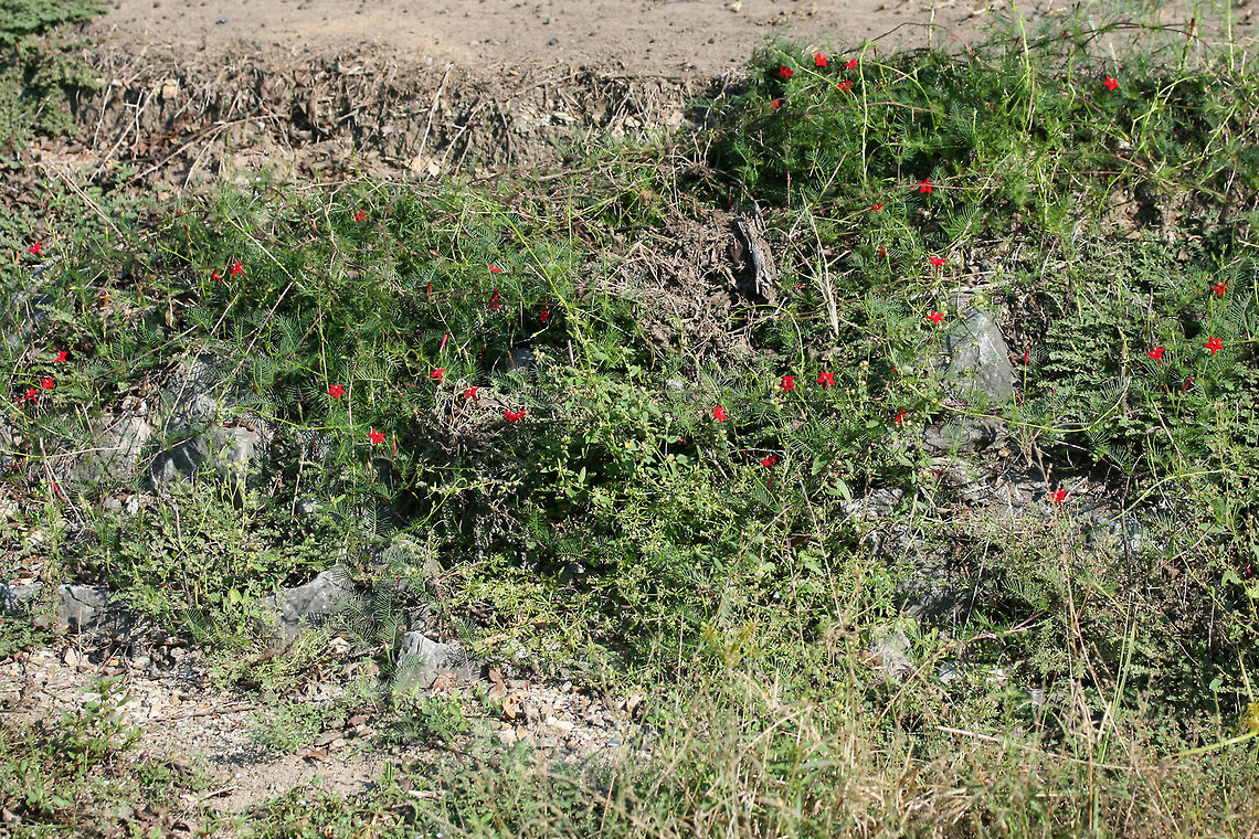 Cypress Vine (Ipomoea quamoclit) INTRODUCED. Growing on the eroded slope of a roadside ditch.<br />
<figure class="photo"><a href="https://www.jungledragon.com/image/66662/cypress_vine_ipomoea_quamoclit.html" title="Cypress Vine (Ipomoea quamoclit)"><img src="https://s3.amazonaws.com/media.jungledragon.com/images/3231/66662_thumb.jpg?AWSAccessKeyId=05GMT0V3GWVNE7GGM1R2&Expires=1767225610&Signature=1gQs2I54j6%2BSWzB8Wc68ur5yRoU%3D" width="200" height="132" alt="Cypress Vine (Ipomoea quamoclit) INTRODUCED. Growing on the eroded slope of a roadside ditch.<br />
https://www.jungledragon.com/image/66666/cypress_vine_ipomoea_quamoclit.html<br />
https://www.jungledragon.com/image/66665/cypress_vine_ipomoea_quamoclit.html<br />
https://www.jungledragon.com/image/66664/cypress_vine_ipomoea_quamoclit.html<br />
https://www.jungledragon.com/image/66663/cypress_vine_ipomoea_quamoclit.html Geotagged,Ipomoea quamoclit,Summer,United States" /></a></figure><br />
<figure class="photo"><a href="https://www.jungledragon.com/image/66665/cypress_vine_ipomoea_quamoclit.html" title="Cypress Vine (Ipomoea quamoclit)"><img src="https://s3.amazonaws.com/media.jungledragon.com/images/3231/66665_thumb.jpg?AWSAccessKeyId=05GMT0V3GWVNE7GGM1R2&Expires=1767225610&Signature=9r3vPVBROHgGSoGH9QzT4QCqAb4%3D" width="102" height="152" alt="Cypress Vine (Ipomoea quamoclit) INTRODUCED. Growing on the eroded slope of a roadside ditch.<br />
https://www.jungledragon.com/image/66666/cypress_vine_ipomoea_quamoclit.html<br />
https://www.jungledragon.com/image/66662/cypress_vine_ipomoea_quamoclit.html<br />
https://www.jungledragon.com/image/66664/cypress_vine_ipomoea_quamoclit.html<br />
https://www.jungledragon.com/image/66663/cypress_vine_ipomoea_quamoclit.html Geotagged,Ipomoea quamoclit,Summer,United States" /></a></figure><br />
<figure class="photo"><a href="https://www.jungledragon.com/image/66664/cypress_vine_ipomoea_quamoclit.html" title="Cypress Vine (Ipomoea quamoclit)"><img src="https://s3.amazonaws.com/media.jungledragon.com/images/3231/66664_thumb.jpg?AWSAccessKeyId=05GMT0V3GWVNE7GGM1R2&Expires=1767225610&Signature=7Ybny51q9rkJ5rq2y3TgzXcVInw%3D" width="200" height="134" alt="Cypress Vine (Ipomoea quamoclit) INTRODUCED. Growing on the eroded slope of a roadside ditch.<br />
https://www.jungledragon.com/image/66666/cypress_vine_ipomoea_quamoclit.html<br />
https://www.jungledragon.com/image/66665/cypress_vine_ipomoea_quamoclit.html<br />
https://www.jungledragon.com/image/66662/cypress_vine_ipomoea_quamoclit.html<br />
https://www.jungledragon.com/image/66663/cypress_vine_ipomoea_quamoclit.html Geotagged,Ipomoea quamoclit,Summer,United States" /></a></figure><br />
<figure class="photo"><a href="https://www.jungledragon.com/image/66663/cypress_vine_ipomoea_quamoclit.html" title="Cypress Vine (Ipomoea quamoclit)"><img src="https://s3.amazonaws.com/media.jungledragon.com/images/3231/66663_thumb.jpg?AWSAccessKeyId=05GMT0V3GWVNE7GGM1R2&Expires=1767225610&Signature=ijOr9zNC2mqWDfCz36KA5%2BzTsIE%3D" width="200" height="138" alt="Cypress Vine (Ipomoea quamoclit) INTRODUCED. Growing on the eroded slope of a roadside ditch.<br />
https://www.jungledragon.com/image/66666/cypress_vine_ipomoea_quamoclit.html<br />
https://www.jungledragon.com/image/66665/cypress_vine_ipomoea_quamoclit.html<br />
https://www.jungledragon.com/image/66664/cypress_vine_ipomoea_quamoclit.html<br />
https://www.jungledragon.com/image/66662/cypress_vine_ipomoea_quamoclit.html<br />
 Geotagged,Ipomoea quamoclit,Summer,United States" /></a></figure> Geotagged,Ipomoea quamoclit,Summer,United States