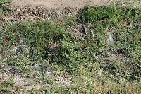Cypress Vine (Ipomoea quamoclit) INTRODUCED. Growing on the eroded slope of a roadside ditch.<br />
https://www.jungledragon.com/image/66662/cypress_vine_ipomoea_quamoclit.html<br />
https://www.jungledragon.com/image/66665/cypress_vine_ipomoea_quamoclit.html<br />
https://www.jungledragon.com/image/66664/cypress_vine_ipomoea_quamoclit.html<br />
https://www.jungledragon.com/image/66663/cypress_vine_ipomoea_quamoclit.html Geotagged,Ipomoea quamoclit,Summer,United States
