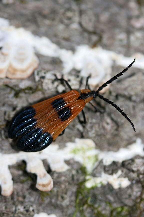 End Band Net-winged Beetle (Calopteron terminale) Alighted on mushroom-covered logs at the edge of a forested area.<br />
<br />
Calopteron terminale  is a beetle within the Lycidae family.Members of this family display aposematic coloration, advertising the fact that they contain the distasteful lycidic acid (along with other nasty compounds), a toxic chemical used as a defense against predation.<br />
<br />
<figure class="photo"><a href="https://www.jungledragon.com/image/66741/end_band_net-winged_beetle_calopteron_terminale.html" title="End Band Net-winged Beetle (Calopteron terminale)"><img src="https://s3.amazonaws.com/media.jungledragon.com/images/3231/66741_thumb.jpg?AWSAccessKeyId=05GMT0V3GWVNE7GGM1R2&Expires=1769040010&Signature=Zhb4jkMqqKxMiD7uGr7GrATQIag%3D" width="200" height="134" alt="End Band Net-winged Beetle (Calopteron terminale) Alighted on mushroom-covered logs at the edge of a forested area.<br />
<br />
Calopteron terminale is a beetle within the Lycidae family.Members of this family display aposematic coloration, advertising the fact that they contain the distasteful lycidic acid (along with other nasty compounds), a toxic chemical used as a defense against predation.<br />
<br />
https://www.jungledragon.com/image/66740/banded_netwing_calopteron_reticulatum.html<br />
https://www.jungledragon.com/image/66742/banded_netwing_calopteron_reticulatum.html<br />
<br />
There are several species of moths that mimic Lycid beetles in order to avoid predation. Some species include: Pyromorpha sp., Neoalbertia sp., Eudesmia sp, and Neofelderia sp.<br />
<br />
See my photos of Pyromorpha dimidiata:<br />
https://www.jungledragon.com/image/60050/orange-patched_smoky_moth_pyromorpha_dimidiata.html<br />
https://www.jungledragon.com/image/66744/orange-patched_smoky_moth_pyromorpha_dimidiata.html Calopteron reticulatum,Calopteron terminale,Geotagged,Summer,United States" /></a></figure><br />
<figure class="photo"><a href="https://www.jungledragon.com/image/66742/end_band_net-winged_beetle_calopteron_terminale.html" title="End Band Net-winged Beetle (Calopteron terminale)"><img src="https://s3.amazonaws.com/media.jungledragon.com/images/3231/66742_thumb.jpg?AWSAccessKeyId=05GMT0V3GWVNE7GGM1R2&Expires=1769040010&Signature=u3zpwlsQidH1dx%2FY%2Fs0ZjGzaAFw%3D" width="102" height="152" alt="End Band Net-winged Beetle (Calopteron terminale) Alighted on mushroom-covered logs at the edge of a forested area.<br />
<br />
Calopteron terminale is a beetle within the Lycidae family.Members of this family display aposematic coloration, advertising the fact that they contain the distasteful lycidic acid (along with other nasty compounds), a toxic chemical used as a defense against predation.<br />
<br />
https://www.jungledragon.com/image/66740/banded_netwing_calopteron_reticulatum.html<br />
https://www.jungledragon.com/image/66741/banded_netwing_calopteron_reticulatum.html<br />
<br />
There are several species of moths that mimic Lycid beetles in order to avoid predation. Some species include: Pyromorpha sp., Neoalbertia sp., Eudesmia sp, and Neofelderia sp.<br />
<br />
See my photos of Pyromorpha dimidiata:<br />
https://www.jungledragon.com/image/60050/orange-patched_smoky_moth_pyromorpha_dimidiata.html<br />
https://www.jungledragon.com/image/66744/orange-patched_smoky_moth_pyromorpha_dimidiata.html Calopteron reticulatum,Calopteron terminale,Geotagged,Summer,United States" /></a></figure><br />
<br />
There are several species of moths that mimic Lycid beetles in order to avoid predation. Some species include: Pyromorpha sp., Neoalbertia sp., Eudesmia sp, and Neofelderia sp. <br />
<br />
See my photos of Pyromorpha dimidiata:<br />
<figure class="photo"><a href="https://www.jungledragon.com/image/60050/orange-patched_smoky_moth_pyromorpha_dimidiata.html" title="Orange-patched Smoky Moth (Pyromorpha dimidiata)"><img src="https://s3.amazonaws.com/media.jungledragon.com/images/3231/60050_thumb.JPG?AWSAccessKeyId=05GMT0V3GWVNE7GGM1R2&Expires=1769040010&Signature=bkSx%2FNoMiH8e7SLJ%2BiOdUsf1bQ0%3D" width="102" height="152" alt="Orange-patched Smoky Moth (Pyromorpha dimidiata) Leaf skeletonizer moth on a leaf in a dense mixed hardwood/coniferous forest in NW Georgia (Gordon County), US.<br />
https://www.jungledragon.com/image/60051/orange-patched_smoky_moth_pyromorpha_dimidiata.html Geotagged,Moth Week 2018,Pyromorpha dimidiata,Spring,United States,insect,insecta,lepidoptera,moth,moths" /></a></figure><br />
<figure class="photo"><a href="https://www.jungledragon.com/image/66744/orange-patched_smoky_moth_pyromorpha_dimidiata.html" title="Orange-patched Smoky Moth (Pyromorpha dimidiata)"><img src="https://s3.amazonaws.com/media.jungledragon.com/images/3231/66744_thumb.jpg?AWSAccessKeyId=05GMT0V3GWVNE7GGM1R2&Expires=1769040010&Signature=TBzxc4OBA7V0HuiFfyIh3cIOMzE%3D" width="200" height="134" alt="Orange-patched Smoky Moth (Pyromorpha dimidiata) Leaf skeletonizer moth on a leaf in a dense mixed hardwood/coniferous forest in NW Georgia (Gordon County), US. Geotagged,Orange-Patched Smoky Moth,Pyromorpha dimidiata,Spring,United States" /></a></figure> Calopteron reticulatum,Calopteron terminale,Geotagged,Summer,United States