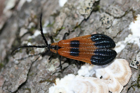 End Band Net-winged Beetle (Calopteron terminale) Alighted on mushroom-covered logs at the edge of a forested area.

Calopteron terminale is a beetle within the Lycidae family.Members of this family display aposematic coloration, advertising the fact that they contain the distasteful lycidic acid (along with other nasty compounds), a toxic chemical used as a defense against predation.

https://www.jungledragon.com/image/66740/banded_netwing_calopteron_reticulatum.html
https://www.jungledragon.com/image/66742/banded_netwing_calopteron_reticulatum.html

There are several species of moths that mimic Lycid beetles in order to avoid predation. Some species include: Pyromorpha sp., Neoalbertia sp., Eudesmia sp, and Neofelderia sp.

See my photos of Pyromorpha dimidiata:
https://www.jungledragon.com/image/60050/orange-patched_smoky_moth_pyromorpha_dimidiata.html
https://www.jungledragon.com/image/66744/orange-patched_smoky_moth_pyromorpha_dimidiata.html Calopteron reticulatum,Calopteron terminale,Geotagged,Summer,United States