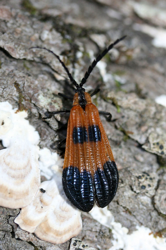 End Band Net-winged Beetle (Calopteron terminale) Alighted on mushroom-covered logs at the edge of a forested area.<br />
<br />
Calopteron terminale is a beetle within the Lycidae family.Members of this family display aposematic coloration, advertising the fact that they contain the distasteful lycidic acid (along with other nasty compounds), a toxic chemical used as a defense against predation.<br />
<br />
<figure class="photo"><a href="https://www.jungledragon.com/image/66740/end_band_net-winged_beetle_calopteron_terminale.html" title="End Band Net-winged Beetle (Calopteron terminale)"><img src="https://s3.amazonaws.com/media.jungledragon.com/images/3231/66740_thumb.jpg?AWSAccessKeyId=05GMT0V3GWVNE7GGM1R2&Expires=1769040010&Signature=W9Ixg5CBJeQ6fPhwsx6NyazhnvI%3D" width="102" height="152" alt="End Band Net-winged Beetle (Calopteron terminale) Alighted on mushroom-covered logs at the edge of a forested area.<br />
<br />
Calopteron terminale  is a beetle within the Lycidae family.Members of this family display aposematic coloration, advertising the fact that they contain the distasteful lycidic acid (along with other nasty compounds), a toxic chemical used as a defense against predation.<br />
<br />
https://www.jungledragon.com/image/66741/banded_netwing_calopteron_reticulatum.html<br />
https://www.jungledragon.com/image/66742/banded_netwing_calopteron_reticulatum.html<br />
<br />
There are several species of moths that mimic Lycid beetles in order to avoid predation. Some species include: Pyromorpha sp., Neoalbertia sp., Eudesmia sp, and Neofelderia sp. <br />
<br />
See my photos of Pyromorpha dimidiata:<br />
https://www.jungledragon.com/image/60050/orange-patched_smoky_moth_pyromorpha_dimidiata.html<br />
https://www.jungledragon.com/image/66744/orange-patched_smoky_moth_pyromorpha_dimidiata.html Calopteron reticulatum,Calopteron terminale,Geotagged,Summer,United States" /></a></figure><br />
<figure class="photo"><a href="https://www.jungledragon.com/image/66741/end_band_net-winged_beetle_calopteron_terminale.html" title="End Band Net-winged Beetle (Calopteron terminale)"><img src="https://s3.amazonaws.com/media.jungledragon.com/images/3231/66741_thumb.jpg?AWSAccessKeyId=05GMT0V3GWVNE7GGM1R2&Expires=1769040010&Signature=Zhb4jkMqqKxMiD7uGr7GrATQIag%3D" width="200" height="134" alt="End Band Net-winged Beetle (Calopteron terminale) Alighted on mushroom-covered logs at the edge of a forested area.<br />
<br />
Calopteron terminale is a beetle within the Lycidae family.Members of this family display aposematic coloration, advertising the fact that they contain the distasteful lycidic acid (along with other nasty compounds), a toxic chemical used as a defense against predation.<br />
<br />
https://www.jungledragon.com/image/66740/banded_netwing_calopteron_reticulatum.html<br />
https://www.jungledragon.com/image/66742/banded_netwing_calopteron_reticulatum.html<br />
<br />
There are several species of moths that mimic Lycid beetles in order to avoid predation. Some species include: Pyromorpha sp., Neoalbertia sp., Eudesmia sp, and Neofelderia sp.<br />
<br />
See my photos of Pyromorpha dimidiata:<br />
https://www.jungledragon.com/image/60050/orange-patched_smoky_moth_pyromorpha_dimidiata.html<br />
https://www.jungledragon.com/image/66744/orange-patched_smoky_moth_pyromorpha_dimidiata.html Calopteron reticulatum,Calopteron terminale,Geotagged,Summer,United States" /></a></figure><br />
<br />
There are several species of moths that mimic Lycid beetles in order to avoid predation. Some species include: Pyromorpha sp., Neoalbertia sp., Eudesmia sp, and Neofelderia sp.<br />
<br />
See my photos of Pyromorpha dimidiata:<br />
<figure class="photo"><a href="https://www.jungledragon.com/image/60050/orange-patched_smoky_moth_pyromorpha_dimidiata.html" title="Orange-patched Smoky Moth (Pyromorpha dimidiata)"><img src="https://s3.amazonaws.com/media.jungledragon.com/images/3231/60050_thumb.JPG?AWSAccessKeyId=05GMT0V3GWVNE7GGM1R2&Expires=1769040010&Signature=bkSx%2FNoMiH8e7SLJ%2BiOdUsf1bQ0%3D" width="102" height="152" alt="Orange-patched Smoky Moth (Pyromorpha dimidiata) Leaf skeletonizer moth on a leaf in a dense mixed hardwood/coniferous forest in NW Georgia (Gordon County), US.<br />
https://www.jungledragon.com/image/60051/orange-patched_smoky_moth_pyromorpha_dimidiata.html Geotagged,Moth Week 2018,Pyromorpha dimidiata,Spring,United States,insect,insecta,lepidoptera,moth,moths" /></a></figure><br />
<figure class="photo"><a href="https://www.jungledragon.com/image/66744/orange-patched_smoky_moth_pyromorpha_dimidiata.html" title="Orange-patched Smoky Moth (Pyromorpha dimidiata)"><img src="https://s3.amazonaws.com/media.jungledragon.com/images/3231/66744_thumb.jpg?AWSAccessKeyId=05GMT0V3GWVNE7GGM1R2&Expires=1769040010&Signature=TBzxc4OBA7V0HuiFfyIh3cIOMzE%3D" width="200" height="134" alt="Orange-patched Smoky Moth (Pyromorpha dimidiata) Leaf skeletonizer moth on a leaf in a dense mixed hardwood/coniferous forest in NW Georgia (Gordon County), US. Geotagged,Orange-Patched Smoky Moth,Pyromorpha dimidiata,Spring,United States" /></a></figure> Calopteron reticulatum,Calopteron terminale,Geotagged,Summer,United States