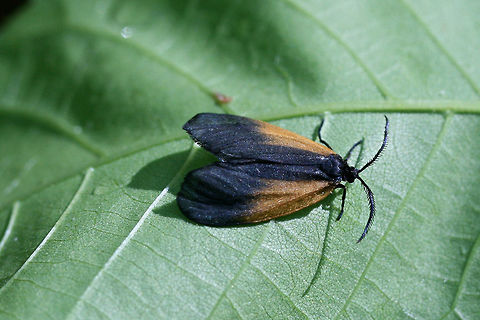 Orange-patched Smoky Moth (Pyromorpha dimidiata) Leaf skeletonizer moth on a leaf in a dense mixed hardwood/coniferous forest in NW Georgia (Gordon County), US. Geotagged,Orange-Patched Smoky Moth,Pyromorpha dimidiata,Spring,United States