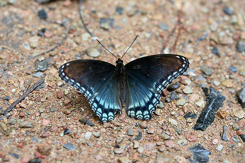 Red-Spotted Purple (Limenitis arthemis) At the edge of a wetland in Floyd County, GA.
 Geotagged,Limenitis arthemis,Red-spotted purple,Summer,United States,butterfly,lepidoptera,wetland,wetlands