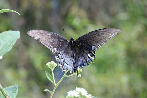 Eastern Tiger Swallowtail (Papilio glaucus) - Dark Morph ♀ At the edge of a wetland in Floyd County, GA.
https://www.jungledragon.com/image/66758/eastern_tiger_swallowtail_papilio_glaucus_-_dark_morph_.html
https://www.jungledragon.com/image/66757/eastern_tiger_swallowtail_papilio_glaucus_-_dark_morph_.html Eastern Tiger Swallowtail,Geotagged,Lepidoptera,Papilio glaucus,Summer,Swallowtail,United States,butterflies,butterfly,wetland,wetlands