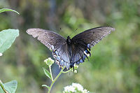 Eastern Tiger Swallowtail (Papilio glaucus) - Dark Morph ♀ At the edge of a wetland in Floyd County, GA.<br />
https://www.jungledragon.com/image/66758/eastern_tiger_swallowtail_papilio_glaucus_-_dark_morph_.html<br />
https://www.jungledragon.com/image/66757/eastern_tiger_swallowtail_papilio_glaucus_-_dark_morph_.html Eastern Tiger Swallowtail,Geotagged,Lepidoptera,Papilio glaucus,Summer,Swallowtail,United States,butterflies,butterfly,wetland,wetlands