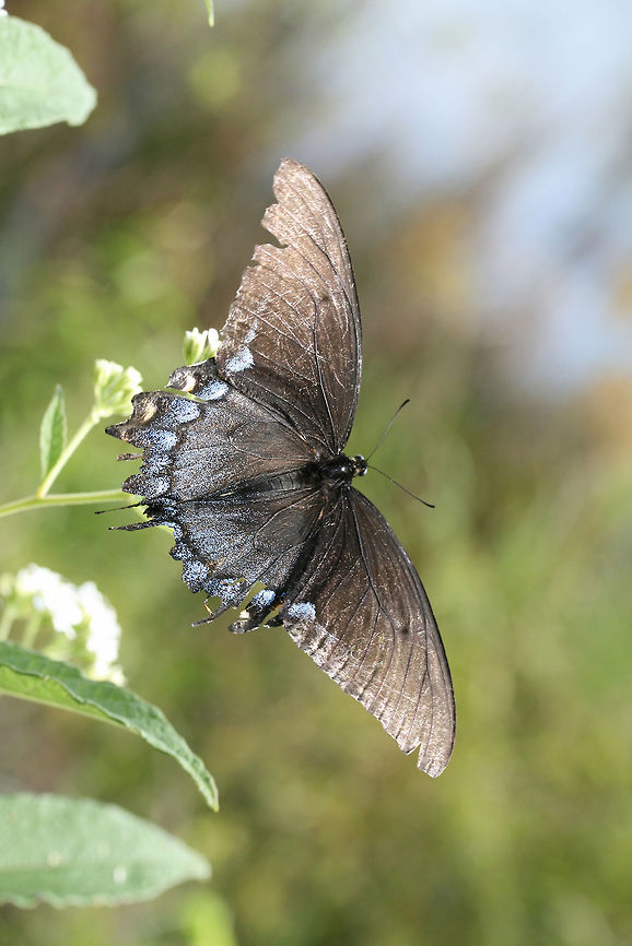Eastern Tiger Swallowtail (Papilio glaucus) - Dark Morph ♀ At the edge of a wetland in Floyd County, GA.<br />
<figure class="photo"><a href="https://www.jungledragon.com/image/66758/eastern_tiger_swallowtail_papilio_glaucus_-_dark_morph_.html" title="Eastern Tiger Swallowtail (Papilio glaucus) - Dark Morph ♀"><img src="https://s3.amazonaws.com/media.jungledragon.com/images/3231/66758_thumb.jpg?AWSAccessKeyId=05GMT0V3GWVNE7GGM1R2&Expires=1759968010&Signature=9kPIFMpJMTK5zayQAFQcD09FaQo%3D" width="200" height="134" alt="Eastern Tiger Swallowtail (Papilio glaucus) - Dark Morph ♀ At the edge of a wetland in Floyd County, GA.<br />
https://www.jungledragon.com/image/66756/eastern_tiger_swallowtail_papilio_glaucus_-_dark_morph_.html<br />
https://www.jungledragon.com/image/66757/eastern_tiger_swallowtail_papilio_glaucus_-_dark_morph_.html Eastern Tiger Swallowtail,Geotagged,Lepidoptera,Papilio glaucus,Summer,United States,butterflies,butterfly,swallowtail,wetland,wetlands" /></a></figure><br />
<figure class="photo"><a href="https://www.jungledragon.com/image/66756/eastern_tiger_swallowtail_papilio_glaucus_-_dark_morph_.html" title="Eastern Tiger Swallowtail (Papilio glaucus) - Dark Morph ♀"><img src="https://s3.amazonaws.com/media.jungledragon.com/images/3231/66756_thumb.jpg?AWSAccessKeyId=05GMT0V3GWVNE7GGM1R2&Expires=1759968010&Signature=VTdHRBilsKe6rwI9RAdbmy7eLiU%3D" width="200" height="134" alt="Eastern Tiger Swallowtail (Papilio glaucus) - Dark Morph ♀ At the edge of a wetland in Floyd County, GA.<br />
https://www.jungledragon.com/image/66758/eastern_tiger_swallowtail_papilio_glaucus_-_dark_morph_.html<br />
https://www.jungledragon.com/image/66757/eastern_tiger_swallowtail_papilio_glaucus_-_dark_morph_.html Eastern Tiger Swallowtail,Geotagged,Lepidoptera,Papilio glaucus,Summer,Swallowtail,United States,butterflies,butterfly,wetland,wetlands" /></a></figure> Eastern Tiger Swallowtail,Geotagged,Papilio glaucus,Summer,United States