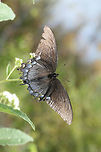 Eastern Tiger Swallowtail (Papilio glaucus) - Dark Morph ♀ At the edge of a wetland in Floyd County, GA.<br />
https://www.jungledragon.com/image/66758/eastern_tiger_swallowtail_papilio_glaucus_-_dark_morph_.html<br />
https://www.jungledragon.com/image/66756/eastern_tiger_swallowtail_papilio_glaucus_-_dark_morph_.html Eastern Tiger Swallowtail,Geotagged,Papilio glaucus,Summer,United States