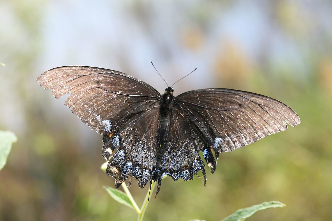 Eastern Tiger Swallowtail (Papilio glaucus) - Dark Morph ♀ At the edge of a wetland in Floyd County, GA.<br />
<figure class="photo"><a href="https://www.jungledragon.com/image/66756/eastern_tiger_swallowtail_papilio_glaucus_-_dark_morph_.html" title="Eastern Tiger Swallowtail (Papilio glaucus) - Dark Morph ♀"><img src="https://s3.amazonaws.com/media.jungledragon.com/images/3231/66756_thumb.jpg?AWSAccessKeyId=05GMT0V3GWVNE7GGM1R2&Expires=1769040010&Signature=lGazlzwtpaj%2FpLNZFmf%2Bv1gIMs4%3D" width="200" height="134" alt="Eastern Tiger Swallowtail (Papilio glaucus) - Dark Morph ♀ At the edge of a wetland in Floyd County, GA.<br />
https://www.jungledragon.com/image/66758/eastern_tiger_swallowtail_papilio_glaucus_-_dark_morph_.html<br />
https://www.jungledragon.com/image/66757/eastern_tiger_swallowtail_papilio_glaucus_-_dark_morph_.html Eastern Tiger Swallowtail,Geotagged,Lepidoptera,Papilio glaucus,Summer,Swallowtail,United States,butterflies,butterfly,wetland,wetlands" /></a></figure><br />
<figure class="photo"><a href="https://www.jungledragon.com/image/66757/eastern_tiger_swallowtail_papilio_glaucus_-_dark_morph_.html" title="Eastern Tiger Swallowtail (Papilio glaucus) - Dark Morph ♀"><img src="https://s3.amazonaws.com/media.jungledragon.com/images/3231/66757_thumb.jpg?AWSAccessKeyId=05GMT0V3GWVNE7GGM1R2&Expires=1769040010&Signature=MeOzYao5kSLlgnQJnUOtmGor%2F4s%3D" width="102" height="152" alt="Eastern Tiger Swallowtail (Papilio glaucus) - Dark Morph ♀ At the edge of a wetland in Floyd County, GA.<br />
https://www.jungledragon.com/image/66758/eastern_tiger_swallowtail_papilio_glaucus_-_dark_morph_.html<br />
https://www.jungledragon.com/image/66756/eastern_tiger_swallowtail_papilio_glaucus_-_dark_morph_.html Eastern Tiger Swallowtail,Geotagged,Papilio glaucus,Summer,United States" /></a></figure> Eastern Tiger Swallowtail,Geotagged,Lepidoptera,Papilio glaucus,Summer,United States,butterflies,butterfly,swallowtail,wetland,wetlands