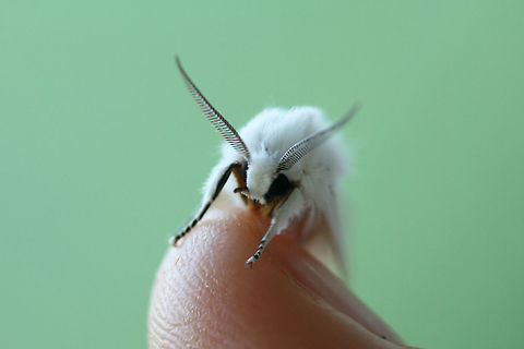 Agreeable Tiger Moth (Spilosoma congrua) At porch lights near an overgrown backyard habitat.
 Agreeable tiger moth,Geotagged,Spilosoma congrua,Summer,United States