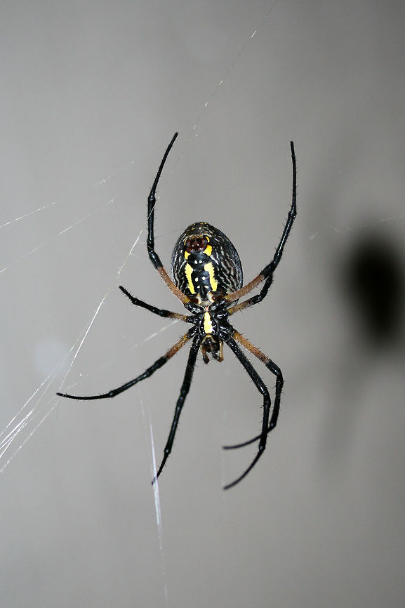 Yellow Garden Spider (Argiope aurantia) On a web on a front porch in a residential area.<br />
<figure class="photo"><a href="https://www.jungledragon.com/image/66785/yellow_garden_spider_argiope_aurantia.html" title="Yellow Garden Spider (Argiope aurantia)"><img src="https://s3.amazonaws.com/media.jungledragon.com/images/3231/66785_thumb.jpg?AWSAccessKeyId=05GMT0V3GWVNE7GGM1R2&Expires=1759968010&Signature=82D2G%2B%2Fxk4Ml0P%2FaiTFVFizj6fg%3D" width="200" height="134" alt="Yellow Garden Spider (Argiope aurantia) On a web on a front porch in a residential area.<br />
https://www.jungledragon.com/image/66784/yellow_garden_spider_argiope_aurantia.html<br />
<br />
See this lovely lady a few weeks ago. She has gotten much fatter since then!<br />
https://www.jungledragon.com/image/66302/yellow_garden_spider_argiope_aurantia.html<br />
<br />
 Argiope aurantia,Geotagged,Summer,United States,Yellow Garden Spider" /></a></figure><br />
<br />
See this lovely lady a few weeks ago. She has gotten much fatter since then!<br />
<figure class="photo"><a href="https://www.jungledragon.com/image/66302/yellow_garden_spider_argiope_aurantia.html" title="Yellow Garden Spider (Argiope aurantia)"><img src="https://s3.amazonaws.com/media.jungledragon.com/images/3231/66302_thumb.jpg?AWSAccessKeyId=05GMT0V3GWVNE7GGM1R2&Expires=1759968010&Signature=CrNKquxDwwD%2B5X3K5zuB9VSfx4Q%3D" width="102" height="152" alt="Yellow Garden Spider (Argiope aurantia) This beauty is currently spinning a web on my front porch (right beside my front door)!<br />
https://www.jungledragon.com/image/66303/yellow_garden_spider_argiope_aurantia.html Argiope aurantia,Geotagged,Summer,United States,Yellow Garden Spider" /></a></figure><br />
<br />
 Argiope aurantia,Geotagged,Summer,United States,Yellow Garden Spider
