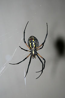 Yellow Garden Spider (Argiope aurantia) On a web on a front porch in a residential area.
https://www.jungledragon.com/image/66785/yellow_garden_spider_argiope_aurantia.html

See this lovely lady a few weeks ago. She has gotten much fatter since then!
https://www.jungledragon.com/image/66302/yellow_garden_spider_argiope_aurantia.html

 Argiope aurantia,Geotagged,Summer,United States,Yellow Garden Spider