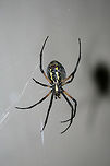 Yellow Garden Spider (Argiope aurantia) On a web on a front porch in a residential area.<br />
https://www.jungledragon.com/image/66785/yellow_garden_spider_argiope_aurantia.html<br />
<br />
See this lovely lady a few weeks ago. She has gotten much fatter since then!<br />
https://www.jungledragon.com/image/66302/yellow_garden_spider_argiope_aurantia.html<br />
<br />
 Argiope aurantia,Geotagged,Summer,United States,Yellow Garden Spider