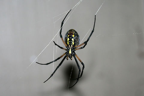 Yellow Garden Spider (Argiope aurantia) On a web on a front porch in a residential area.
https://www.jungledragon.com/image/66784/yellow_garden_spider_argiope_aurantia.html

See this lovely lady a few weeks ago. She has gotten much fatter since then!
https://www.jungledragon.com/image/66302/yellow_garden_spider_argiope_aurantia.html

 Argiope aurantia,Geotagged,Summer,United States,Yellow Garden Spider