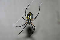 Yellow Garden Spider (Argiope aurantia) On a web on a front porch in a residential area.<br />
https://www.jungledragon.com/image/66784/yellow_garden_spider_argiope_aurantia.html<br />
<br />
See this lovely lady a few weeks ago. She has gotten much fatter since then!<br />
https://www.jungledragon.com/image/66302/yellow_garden_spider_argiope_aurantia.html<br />
<br />
 Argiope aurantia,Geotagged,Summer,United States,Yellow Garden Spider
