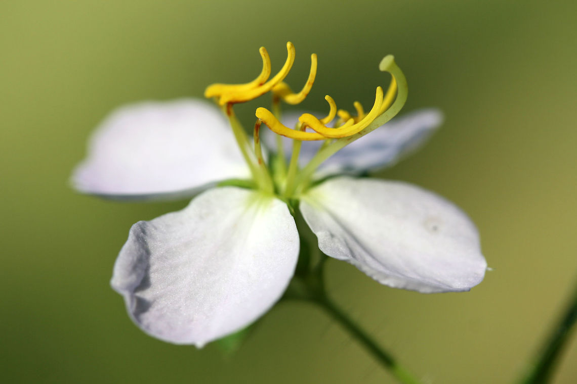 Maryland Meadowbeauty (Rhexia mariana) In a saturated area (at the base of a ridge) near a pond. Loblolly pine-dense forest nearby. <br />
<br />
I'm guessing R. mariana var. mariana?<br />
<figure class="photo"><a href="https://www.jungledragon.com/image/66789/maryland_meadowbeauty_rhexia_mariana.html" title="Maryland Meadowbeauty (Rhexia mariana)"><img src="https://s3.amazonaws.com/media.jungledragon.com/images/3231/66789_thumb.jpg?AWSAccessKeyId=05GMT0V3GWVNE7GGM1R2&Expires=1769040010&Signature=iBpYKhjtmDbYwPUE259J2xFreQs%3D" width="200" height="134" alt="Maryland Meadowbeauty (Rhexia mariana) In a saturated area (at the base of a ridge) near a pond. Loblolly pine-dense forest nearby. <br />
<br />
I'm guessing R. mariana var. mariana?<br />
https://www.jungledragon.com/image/66788/maryland_meadowbeauty_rhexia_mariana.html<br />
https://www.jungledragon.com/image/66790/maryland_meadowbeauty_rhexia_mariana.html<br />
https://www.jungledragon.com/image/66791/maryland_meadowbeauty_rhexia_mariana.html Geotagged,Rhexia mariana,Summer,United States" /></a></figure><br />
<figure class="photo"><a href="https://www.jungledragon.com/image/66791/maryland_meadowbeauty_rhexia_mariana.html" title="Maryland Meadowbeauty (Rhexia mariana)"><img src="https://s3.amazonaws.com/media.jungledragon.com/images/3231/66791_thumb.jpg?AWSAccessKeyId=05GMT0V3GWVNE7GGM1R2&Expires=1769040010&Signature=uTPVV21xA0cCNfY1%2BcxUsgCLmFc%3D" width="200" height="134" alt="Maryland Meadowbeauty (Rhexia mariana) In a saturated area (at the base of a ridge) near a pond. Loblolly pine-dense forest nearby. <br />
<br />
I'm guessing R. mariana var. mariana?<br />
https://www.jungledragon.com/image/66788/maryland_meadowbeauty_rhexia_mariana.html<br />
https://www.jungledragon.com/image/66790/maryland_meadowbeauty_rhexia_mariana.html<br />
https://www.jungledragon.com/image/66789/maryland_meadowbeauty_rhexia_mariana.html Geotagged,Rhexia mariana,Summer,United States" /></a></figure><br />
<figure class="photo"><a href="https://www.jungledragon.com/image/66790/maryland_meadowbeauty_rhexia_mariana.html" title="Maryland Meadowbeauty (Rhexia mariana)"><img src="https://s3.amazonaws.com/media.jungledragon.com/images/3231/66790_thumb.jpg?AWSAccessKeyId=05GMT0V3GWVNE7GGM1R2&Expires=1769040010&Signature=KbBm8VUwYAuD2pu2zkqNcASft%2Bc%3D" width="200" height="134" alt="Maryland Meadowbeauty (Rhexia mariana) In a saturated area (at the base of a ridge) near a pond. Loblolly pine-dense forest nearby. <br />
<br />
I'm guessing R. mariana var. mariana?<br />
https://www.jungledragon.com/image/66788/maryland_meadowbeauty_rhexia_mariana.html<br />
https://www.jungledragon.com/image/66791/maryland_meadowbeauty_rhexia_mariana.html<br />
https://www.jungledragon.com/image/66789/maryland_meadowbeauty_rhexia_mariana.html Geotagged,Rhexia mariana,Summer,United States" /></a></figure> Geotagged,Rhexia mariana,Summer,United States