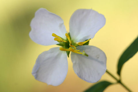 Maryland Meadowbeauty (Rhexia mariana) In a saturated area (at the base of a ridge) near a pond. Loblolly pine-dense forest nearby. 

I'm guessing R. mariana var. mariana?
https://www.jungledragon.com/image/66788/maryland_meadowbeauty_rhexia_mariana.html
https://www.jungledragon.com/image/66790/maryland_meadowbeauty_rhexia_mariana.html
https://www.jungledragon.com/image/66791/maryland_meadowbeauty_rhexia_mariana.html Geotagged,Rhexia mariana,Summer,United States