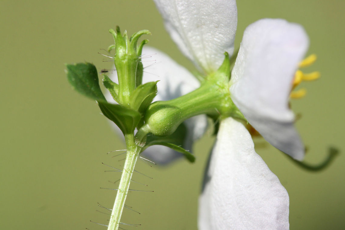 Maryland Meadowbeauty (Rhexia mariana) In a saturated area (at the base of a ridge) near a pond. Loblolly pine-dense forest nearby. <br />
<br />
I'm guessing R. mariana var. mariana?<br />
<figure class="photo"><a href="https://www.jungledragon.com/image/66788/maryland_meadowbeauty_rhexia_mariana.html" title="Maryland Meadowbeauty (Rhexia mariana)"><img src="https://s3.amazonaws.com/media.jungledragon.com/images/3231/66788_thumb.jpg?AWSAccessKeyId=05GMT0V3GWVNE7GGM1R2&Expires=1769040010&Signature=BgCY4OK1ShIWWKoAhhmM%2BTMENko%3D" width="200" height="134" alt="Maryland Meadowbeauty (Rhexia mariana) In a saturated area (at the base of a ridge) near a pond. Loblolly pine-dense forest nearby. <br />
<br />
I'm guessing R. mariana var. mariana?<br />
https://www.jungledragon.com/image/66789/maryland_meadowbeauty_rhexia_mariana.html<br />
https://www.jungledragon.com/image/66791/maryland_meadowbeauty_rhexia_mariana.html<br />
https://www.jungledragon.com/image/66790/maryland_meadowbeauty_rhexia_mariana.html Geotagged,Rhexia mariana,Summer,United States" /></a></figure><br />
<figure class="photo"><a href="https://www.jungledragon.com/image/66791/maryland_meadowbeauty_rhexia_mariana.html" title="Maryland Meadowbeauty (Rhexia mariana)"><img src="https://s3.amazonaws.com/media.jungledragon.com/images/3231/66791_thumb.jpg?AWSAccessKeyId=05GMT0V3GWVNE7GGM1R2&Expires=1769040010&Signature=uTPVV21xA0cCNfY1%2BcxUsgCLmFc%3D" width="200" height="134" alt="Maryland Meadowbeauty (Rhexia mariana) In a saturated area (at the base of a ridge) near a pond. Loblolly pine-dense forest nearby. <br />
<br />
I'm guessing R. mariana var. mariana?<br />
https://www.jungledragon.com/image/66788/maryland_meadowbeauty_rhexia_mariana.html<br />
https://www.jungledragon.com/image/66790/maryland_meadowbeauty_rhexia_mariana.html<br />
https://www.jungledragon.com/image/66789/maryland_meadowbeauty_rhexia_mariana.html Geotagged,Rhexia mariana,Summer,United States" /></a></figure><br />
<figure class="photo"><a href="https://www.jungledragon.com/image/66789/maryland_meadowbeauty_rhexia_mariana.html" title="Maryland Meadowbeauty (Rhexia mariana)"><img src="https://s3.amazonaws.com/media.jungledragon.com/images/3231/66789_thumb.jpg?AWSAccessKeyId=05GMT0V3GWVNE7GGM1R2&Expires=1769040010&Signature=iBpYKhjtmDbYwPUE259J2xFreQs%3D" width="200" height="134" alt="Maryland Meadowbeauty (Rhexia mariana) In a saturated area (at the base of a ridge) near a pond. Loblolly pine-dense forest nearby. <br />
<br />
I'm guessing R. mariana var. mariana?<br />
https://www.jungledragon.com/image/66788/maryland_meadowbeauty_rhexia_mariana.html<br />
https://www.jungledragon.com/image/66790/maryland_meadowbeauty_rhexia_mariana.html<br />
https://www.jungledragon.com/image/66791/maryland_meadowbeauty_rhexia_mariana.html Geotagged,Rhexia mariana,Summer,United States" /></a></figure> Geotagged,Rhexia mariana,Summer,United States