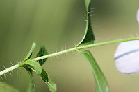 Maryland Meadowbeauty (Rhexia mariana) In a saturated area (at the base of a ridge) near a pond. Loblolly pine-dense forest nearby. <br />
<br />
I'm guessing R. mariana var. mariana?<br />
https://www.jungledragon.com/image/66788/maryland_meadowbeauty_rhexia_mariana.html<br />
https://www.jungledragon.com/image/66790/maryland_meadowbeauty_rhexia_mariana.html<br />
https://www.jungledragon.com/image/66789/maryland_meadowbeauty_rhexia_mariana.html Geotagged,Rhexia mariana,Summer,United States