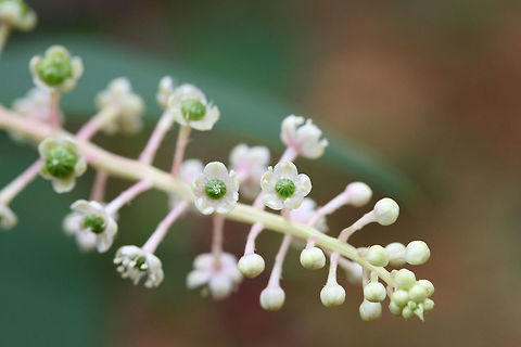 American Pokeweed (Phytolacca americana) Growing on a disturbed ridgeside at the edge of a dense mixed hardwood/coniferous forest.
https://www.jungledragon.com/image/66795/american_pokeweed_phytolacca_americana.html
https://www.jungledragon.com/image/66794/american_pokeweed_phytolacca_americana.html American Pokeweed,Geotagged,Phytolacca americana,Summer,United States