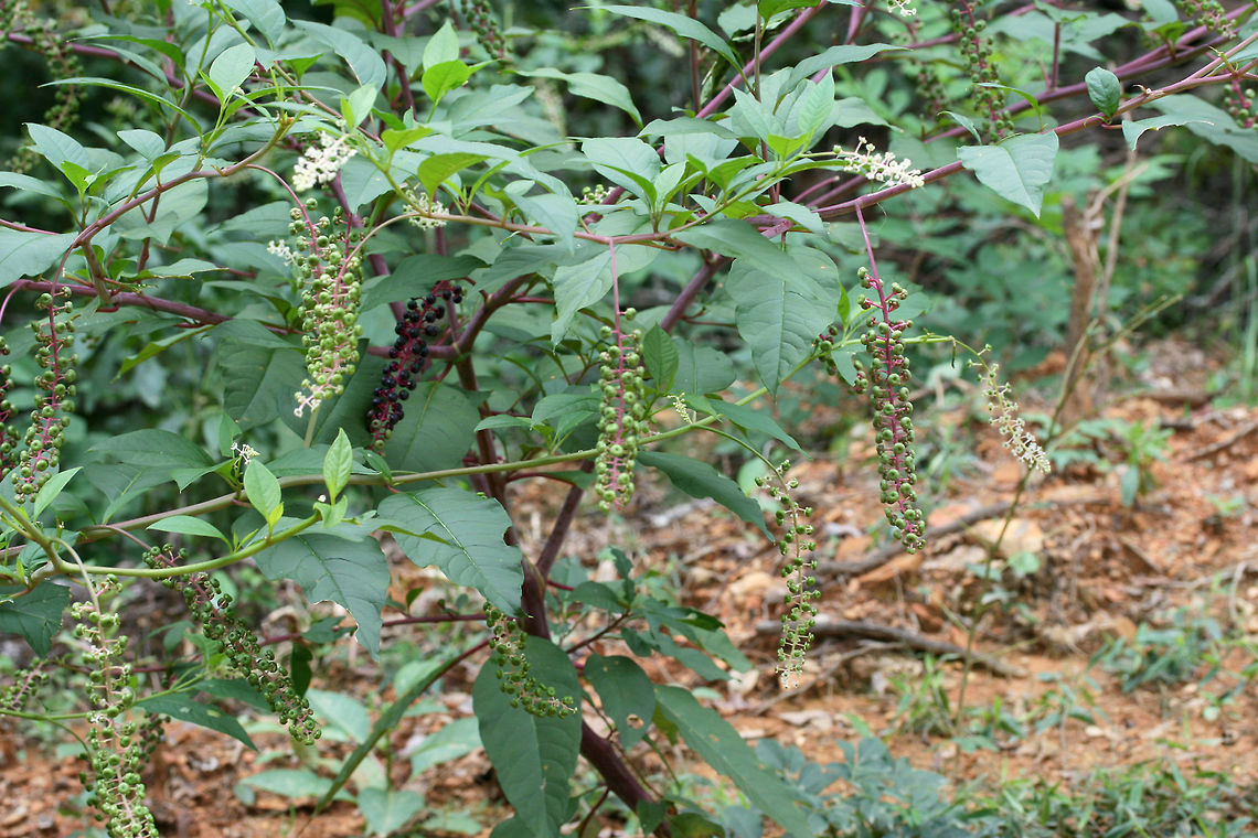 American Pokeweed (Phytolacca americana) Growing on a disturbed ridgeside at the edge of a dense mixed hardwood/coniferous forest.<br />
<figure class="photo"><a href="https://www.jungledragon.com/image/66795/american_pokeweed_phytolacca_americana.html" title="American Pokeweed (Phytolacca americana)"><img src="https://s3.amazonaws.com/media.jungledragon.com/images/3231/66795_thumb.jpg?AWSAccessKeyId=05GMT0V3GWVNE7GGM1R2&Expires=1769040010&Signature=jIB9Cavv1orW9bn4pGrMMOXRaLw%3D" width="102" height="152" alt="American Pokeweed (Phytolacca americana) Growing on a disturbed ridgeside at the edge of a dense mixed hardwood/coniferous forest.<br />
https://www.jungledragon.com/image/66793/american_pokeweed_phytolacca_americana.html<br />
https://www.jungledragon.com/image/66794/american_pokeweed_phytolacca_americana.html<br />
<br />
 American Pokeweed,Geotagged,Phytolacca americana,Summer,United States" /></a></figure><br />
<figure class="photo"><a href="https://www.jungledragon.com/image/66793/american_pokeweed_phytolacca_americana.html" title="American Pokeweed (Phytolacca americana)"><img src="https://s3.amazonaws.com/media.jungledragon.com/images/3231/66793_thumb.jpg?AWSAccessKeyId=05GMT0V3GWVNE7GGM1R2&Expires=1769040010&Signature=3fTZOAu5Noz%2BeEbKxQvsarxqBXk%3D" width="200" height="134" alt="American Pokeweed (Phytolacca americana) Growing on a disturbed ridgeside at the edge of a dense mixed hardwood/coniferous forest.<br />
https://www.jungledragon.com/image/66795/american_pokeweed_phytolacca_americana.html<br />
https://www.jungledragon.com/image/66794/american_pokeweed_phytolacca_americana.html American Pokeweed,Geotagged,Phytolacca americana,Summer,United States" /></a></figure> American Pokeweed,Geotagged,Phytolacca americana,Summer,United States