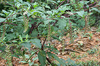 American Pokeweed (Phytolacca americana) Growing on a disturbed ridgeside at the edge of a dense mixed hardwood/coniferous forest.<br />
https://www.jungledragon.com/image/66795/american_pokeweed_phytolacca_americana.html<br />
https://www.jungledragon.com/image/66793/american_pokeweed_phytolacca_americana.html American Pokeweed,Geotagged,Phytolacca americana,Summer,United States