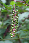 American Pokeweed (Phytolacca americana) Growing on a disturbed ridgeside at the edge of a dense mixed hardwood/coniferous forest.<br />
https://www.jungledragon.com/image/66793/american_pokeweed_phytolacca_americana.html<br />
https://www.jungledragon.com/image/66794/american_pokeweed_phytolacca_americana.html<br />
<br />
American Pokeweed,Geotagged,Phytolacca americana,Summer,United States