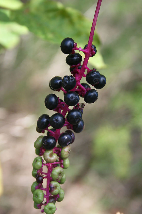 American Pokeweed (Phytolacca americana) In an overgrown backyard habitat. American Pokeweed,Geotagged,Phytolacca americana,Summer,United States