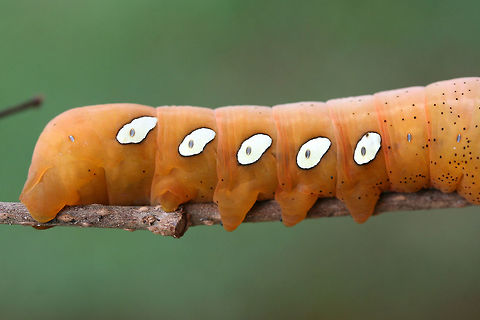 Pandora Sphinx Larva (Eumorpha pandorus) On a Virginia Creeper vine (Parthenocissus quinquefolia), a confirmed host plant of this species, in a public park in Floyd County, GA.
https://www.jungledragon.com/image/66841/pandora_sphinx_larva_eumorpha_pandorus.html
https://www.jungledragon.com/image/66843/pandora_sphinx_larva_eumorpha_pandorus.html Eumorpha pandorus,Fall,Geotagged,Pandora sphinx,United States