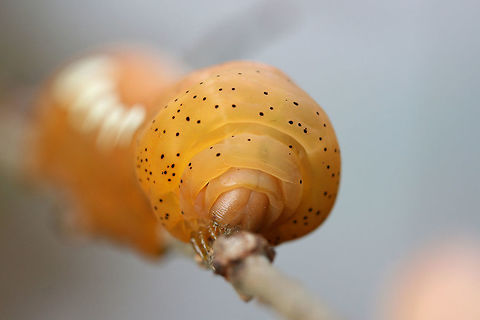 Pandora Sphinx Larva (Eumorpha pandorus) On a Virginia Creeper vine (Parthenocissus quinquefolia), a confirmed host plant of this species, in a public park in Floyd County, GA.
https://www.jungledragon.com/image/66840/pandora_sphinx_larva_eumorpha_pandorus.html
https://www.jungledragon.com/image/66843/pandora_sphinx_larva_eumorpha_pandorus.html
 Eumorpha pandorus,Fall,Geotagged,Pandora sphinx,United States