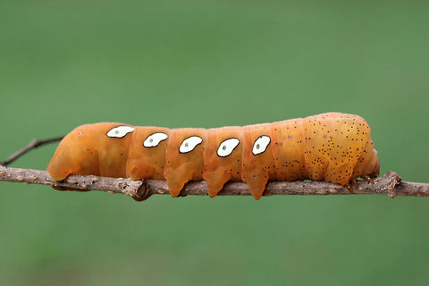 Pandora Sphinx Larva (Eumorpha pandorus) On a Virginia Creeper vine (Parthenocissus quinquefolia), a confirmed host plant of this species, in a public park in Floyd County, GA.
https://www.jungledragon.com/image/66840/pandora_sphinx_larva_eumorpha_pandorus.html
https://www.jungledragon.com/image/66841/pandora_sphinx_larva_eumorpha_pandorus.html Eumorpha pandorus,Fall,Geotagged,Pandora sphinx,United States