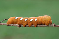 Pandora Sphinx Larva (Eumorpha pandorus) On a Virginia Creeper vine (Parthenocissus quinquefolia), a confirmed host plant of this species, in a public park in Floyd County, GA.<br />
<br />
https://www.jungledragon.com/image/66840/pandora_sphinx_larva_eumorpha_pandorus.html<br />
https://www.jungledragon.com/image/66841/pandora_sphinx_larva_eumorpha_pandorus.html Eumorpha pandorus,Fall,Geotagged,Pandora sphinx,United States