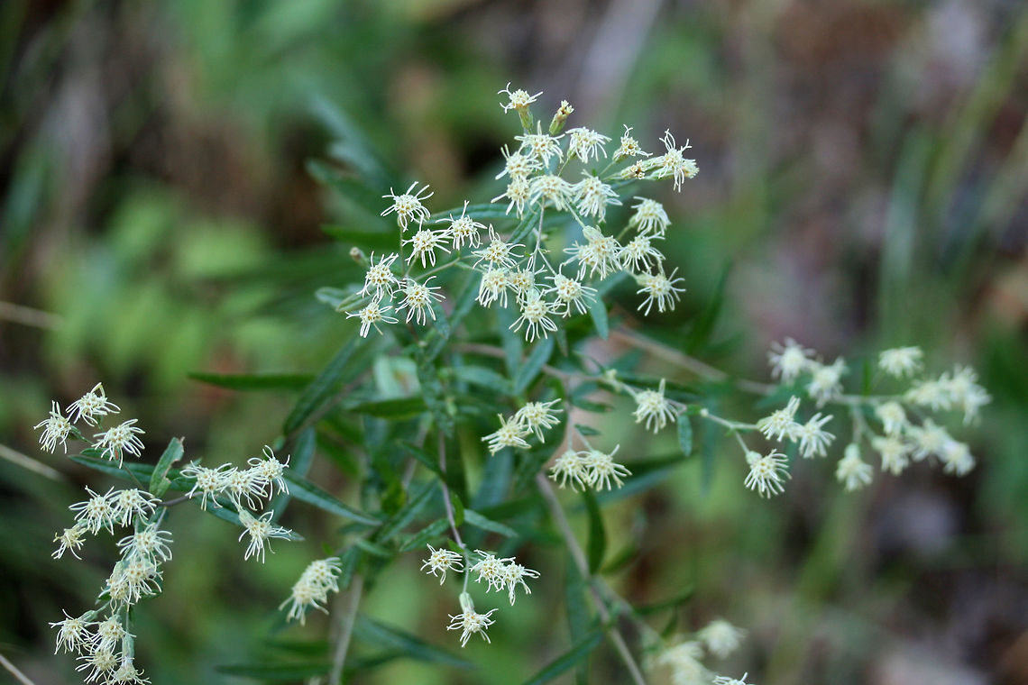 False Boneset (Brickellia eupatorioides) On dirt roadsides at the edge of a dense mixed hardwood/coniferous forest.<br />
<br />
Note: Ridiculously hard to capture all of the details in low lighting!<br />
<figure class="photo"><a href="https://www.jungledragon.com/image/66845/false_boneset_brickellia_eupatorioides.html" title="False Boneset (Brickellia eupatorioides)"><img src="https://s3.amazonaws.com/media.jungledragon.com/images/3231/66845_thumb.jpg?AWSAccessKeyId=05GMT0V3GWVNE7GGM1R2&Expires=1763596810&Signature=%2FY5OcEyfUHyjj4Uy1xuHk2WJN%2Fc%3D" width="200" height="134" alt="False Boneset (Brickellia eupatorioides) On dirt roadsides at the edge of a dense mixed hardwood/coniferous forest.<br />
<br />
Note: Ridiculously hard to capture all of the details in low lighting!<br />
https://www.jungledragon.com/image/66844/false_boneset_brickellia_eupatorioides.html<br />
https://www.jungledragon.com/image/66846/false_boneset_brickellia_eupatorioides.html<br />
https://www.jungledragon.com/image/66847/false_boneset_brickellia_eupatorioides.html<br />
 Brickellia eupatorioides,Fall,Geotagged,United States" /></a></figure><br />
<figure class="photo"><a href="https://www.jungledragon.com/image/66846/false_boneset_brickellia_eupatorioides.html" title="False Boneset (Brickellia eupatorioides)"><img src="https://s3.amazonaws.com/media.jungledragon.com/images/3231/66846_thumb.jpg?AWSAccessKeyId=05GMT0V3GWVNE7GGM1R2&Expires=1763596810&Signature=xnX3KW%2FzC%2Fsc8nFy%2Fc%2FRw%2Fu7%2BXU%3D" width="200" height="200" alt="False Boneset (Brickellia eupatorioides) On dirt roadsides at the edge of a dense mixed hardwood/coniferous forest.<br />
<br />
Note: Ridiculously hard to capture all of the details in low lighting!<br />
https://www.jungledragon.com/image/66844/false_boneset_brickellia_eupatorioides.html<br />
https://www.jungledragon.com/image/66845/false_boneset_brickellia_eupatorioides.html<br />
https://www.jungledragon.com/image/66847/false_boneset_brickellia_eupatorioides.html<br />
 Brickellia eupatorioides,Fall,Geotagged,United States" /></a></figure><br />
<figure class="photo"><a href="https://www.jungledragon.com/image/66847/false_boneset_brickellia_eupatorioides.html" title="False Boneset (Brickellia eupatorioides)"><img src="https://s3.amazonaws.com/media.jungledragon.com/images/3231/66847_thumb.jpg?AWSAccessKeyId=05GMT0V3GWVNE7GGM1R2&Expires=1763596810&Signature=bofnBuoD6on%2F%2B5pE6Ztg0H1BeJI%3D" width="200" height="134" alt="False Boneset (Brickellia eupatorioides) On dirt roadsides at the edge of a dense mixed hardwood/coniferous forest.<br />
<br />
Note: Ridiculously hard to capture all of the details in low lighting!<br />
https://www.jungledragon.com/image/66844/false_boneset_brickellia_eupatorioides.html<br />
https://www.jungledragon.com/image/66846/false_boneset_brickellia_eupatorioides.html<br />
https://www.jungledragon.com/image/66845/false_boneset_brickellia_eupatorioides.html<br />
 Brickellia eupatorioides,Fall,Geotagged,United States" /></a></figure><br />
 Brickellia eupatorioides,Fall,Geotagged,United States