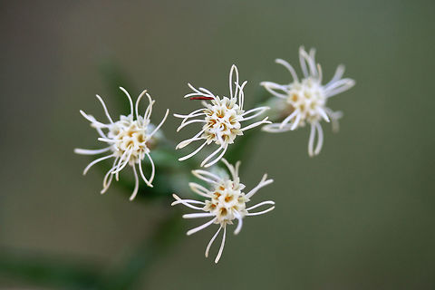 False Boneset (Brickellia eupatorioides) On dirt roadsides at the edge of a dense mixed hardwood/coniferous forest.

Note: Ridiculously hard to capture all of the details in low lighting!
https://www.jungledragon.com/image/66844/false_boneset_brickellia_eupatorioides.html
https://www.jungledragon.com/image/66846/false_boneset_brickellia_eupatorioides.html
https://www.jungledragon.com/image/66847/false_boneset_brickellia_eupatorioides.html
 Brickellia eupatorioides,Fall,Geotagged,United States