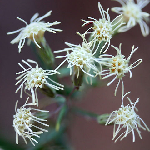 False Boneset (Brickellia eupatorioides) On dirt roadsides at the edge of a dense mixed hardwood/coniferous forest.

Note: Ridiculously hard to capture all of the details in low lighting!
https://www.jungledragon.com/image/66844/false_boneset_brickellia_eupatorioides.html
https://www.jungledragon.com/image/66845/false_boneset_brickellia_eupatorioides.html
https://www.jungledragon.com/image/66847/false_boneset_brickellia_eupatorioides.html
 Brickellia eupatorioides,Fall,Geotagged,United States