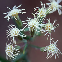 False Boneset (Brickellia eupatorioides) On dirt roadsides at the edge of a dense mixed hardwood/coniferous forest.<br />
<br />
Note: Ridiculously hard to capture all of the details in low lighting!<br />
https://www.jungledragon.com/image/66844/false_boneset_brickellia_eupatorioides.html<br />
https://www.jungledragon.com/image/66845/false_boneset_brickellia_eupatorioides.html<br />
https://www.jungledragon.com/image/66847/false_boneset_brickellia_eupatorioides.html<br />
 Brickellia eupatorioides,Fall,Geotagged,United States