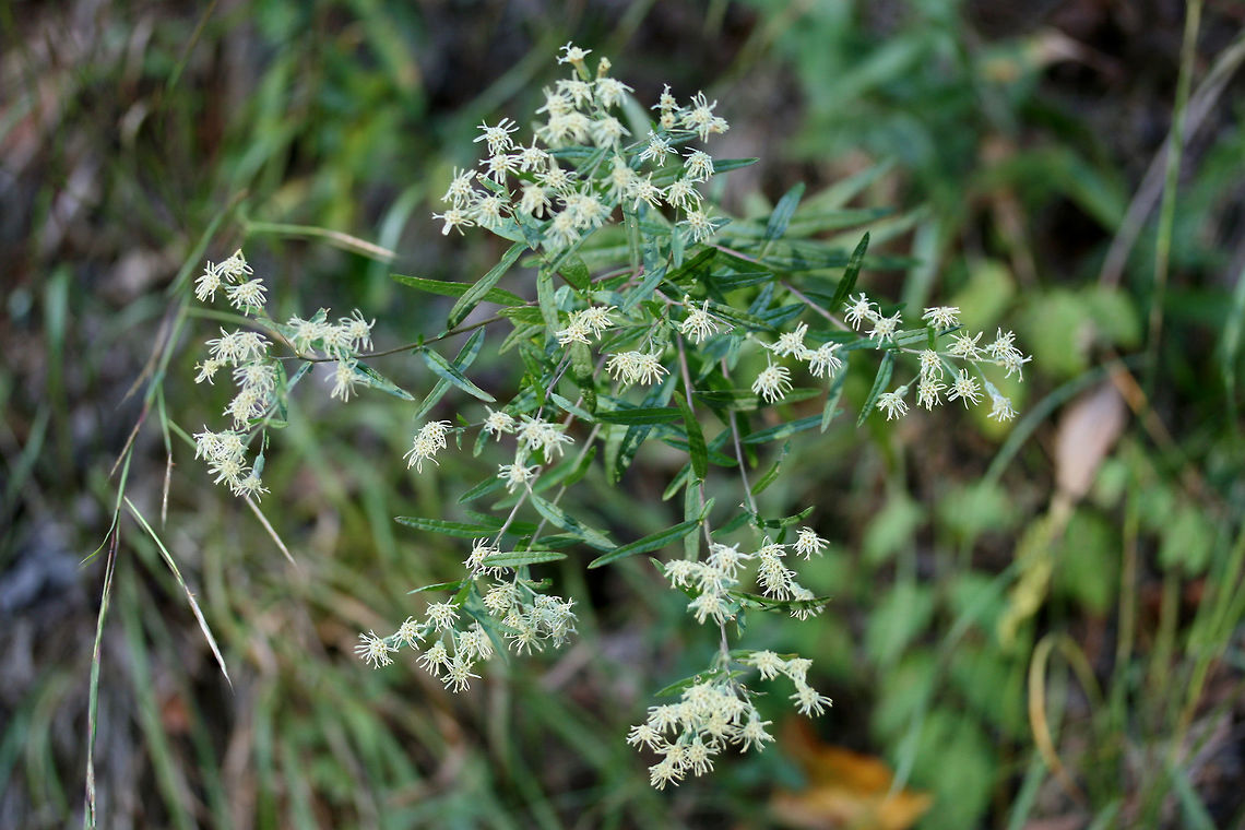 False Boneset (Brickellia eupatorioides) On dirt roadsides at the edge of a dense mixed hardwood/coniferous forest.<br />
<br />
Note: Ridiculously hard to capture all of the details in low lighting!<br />
<figure class="photo"><a href="https://www.jungledragon.com/image/66844/false_boneset_brickellia_eupatorioides.html" title="False Boneset (Brickellia eupatorioides)"><img src="https://s3.amazonaws.com/media.jungledragon.com/images/3231/66844_thumb.jpg?AWSAccessKeyId=05GMT0V3GWVNE7GGM1R2&Expires=1769040010&Signature=boEEhp73a7Ee2Kjeuv9gxkTjc80%3D" width="200" height="134" alt="False Boneset (Brickellia eupatorioides) On dirt roadsides at the edge of a dense mixed hardwood/coniferous forest.<br />
<br />
Note: Ridiculously hard to capture all of the details in low lighting!<br />
https://www.jungledragon.com/image/66845/false_boneset_brickellia_eupatorioides.html<br />
https://www.jungledragon.com/image/66846/false_boneset_brickellia_eupatorioides.html<br />
https://www.jungledragon.com/image/66847/false_boneset_brickellia_eupatorioides.html<br />
 Brickellia eupatorioides,Fall,Geotagged,United States" /></a></figure><br />
<figure class="photo"><a href="https://www.jungledragon.com/image/66846/false_boneset_brickellia_eupatorioides.html" title="False Boneset (Brickellia eupatorioides)"><img src="https://s3.amazonaws.com/media.jungledragon.com/images/3231/66846_thumb.jpg?AWSAccessKeyId=05GMT0V3GWVNE7GGM1R2&Expires=1769040010&Signature=OCQ3UFhySlB5epIxrC3U0673ijk%3D" width="200" height="200" alt="False Boneset (Brickellia eupatorioides) On dirt roadsides at the edge of a dense mixed hardwood/coniferous forest.<br />
<br />
Note: Ridiculously hard to capture all of the details in low lighting!<br />
https://www.jungledragon.com/image/66844/false_boneset_brickellia_eupatorioides.html<br />
https://www.jungledragon.com/image/66845/false_boneset_brickellia_eupatorioides.html<br />
https://www.jungledragon.com/image/66847/false_boneset_brickellia_eupatorioides.html<br />
 Brickellia eupatorioides,Fall,Geotagged,United States" /></a></figure><br />
<figure class="photo"><a href="https://www.jungledragon.com/image/66845/false_boneset_brickellia_eupatorioides.html" title="False Boneset (Brickellia eupatorioides)"><img src="https://s3.amazonaws.com/media.jungledragon.com/images/3231/66845_thumb.jpg?AWSAccessKeyId=05GMT0V3GWVNE7GGM1R2&Expires=1769040010&Signature=KZq2aTL7cpIQGybodfViTg4RKbc%3D" width="200" height="134" alt="False Boneset (Brickellia eupatorioides) On dirt roadsides at the edge of a dense mixed hardwood/coniferous forest.<br />
<br />
Note: Ridiculously hard to capture all of the details in low lighting!<br />
https://www.jungledragon.com/image/66844/false_boneset_brickellia_eupatorioides.html<br />
https://www.jungledragon.com/image/66846/false_boneset_brickellia_eupatorioides.html<br />
https://www.jungledragon.com/image/66847/false_boneset_brickellia_eupatorioides.html<br />
 Brickellia eupatorioides,Fall,Geotagged,United States" /></a></figure><br />
 Brickellia eupatorioides,Fall,Geotagged,United States