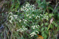 False Boneset (Brickellia eupatorioides) On dirt roadsides at the edge of a dense mixed hardwood/coniferous forest.<br />
<br />
Note: Ridiculously hard to capture all of the details in low lighting!<br />
https://www.jungledragon.com/image/66844/false_boneset_brickellia_eupatorioides.html<br />
https://www.jungledragon.com/image/66846/false_boneset_brickellia_eupatorioides.html<br />
https://www.jungledragon.com/image/66845/false_boneset_brickellia_eupatorioides.html<br />
 Brickellia eupatorioides,Fall,Geotagged,United States