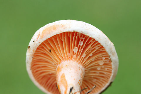 Lactarius salmoneus 
Growing in grass beneath loblolly pines in a public park in Floyd County, GA, US. September 25, 2018. Does not bruise/discolor when cut. Latex (slowly) stains the gills blue/green. Flavor and odor is pleasant/indistinct.

https://www.jungledragon.com/image/66853/lactarius_deliciosus_group.html
https://www.jungledragon.com/image/66852/lactarius_deliciosus_group.html
https://www.jungledragon.com/image/66851/lactarius_deliciosus_group.html Fall,Geotagged,Lactarius salmoneus,United States