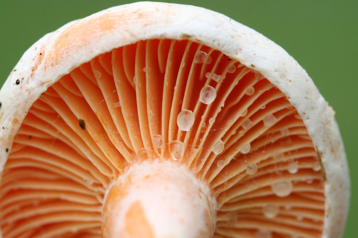 Lactarius salmoneus Growing in grass beneath loblolly pines in a public park in Floyd County, GA, US. September 25, 2018. Does not bruise/discolor when cut. Latex (slowly) stains the gills blue/green. Flavor and odor is pleasant/indistinct.<br />
<figure class="photo"><a href="https://www.jungledragon.com/image/66850/lactarius_salmoneus.html" title="Lactarius salmoneus"><img src="https://s3.amazonaws.com/media.jungledragon.com/images/3231/66850_thumb.jpg?AWSAccessKeyId=05GMT0V3GWVNE7GGM1R2&Expires=1767225610&Signature=ln7cAhAw6QV75wv06Oppr9DsHhg%3D" width="200" height="134" alt="Lactarius salmoneus <br />
Growing in grass beneath loblolly pines in a public park in Floyd County, GA, US. September 25, 2018. Does not bruise/discolor when cut. Latex (slowly) stains the gills blue/green. Flavor and odor is pleasant/indistinct.<br />
<br />
https://www.jungledragon.com/image/66853/lactarius_deliciosus_group.html<br />
https://www.jungledragon.com/image/66852/lactarius_deliciosus_group.html<br />
https://www.jungledragon.com/image/66851/lactarius_deliciosus_group.html Fall,Geotagged,Lactarius salmoneus,United States" /></a></figure><br />
<figure class="photo"><a href="https://www.jungledragon.com/image/66852/lactarius_salmoneus.html" title="Lactarius salmoneus"><img src="https://s3.amazonaws.com/media.jungledragon.com/images/3231/66852_thumb.jpg?AWSAccessKeyId=05GMT0V3GWVNE7GGM1R2&Expires=1767225610&Signature=KB%2B7Vdi%2BFT98Ue59x0iy2YV%2FXsQ%3D" width="200" height="134" alt="Lactarius salmoneus Growing in grass beneath loblolly pines in a public park in Floyd County, GA, US. September 25, 2018. Does not bruise/discolor when cut. Latex (slowly) stains the gills blue/green. Flavor and odor is pleasant/indistinct.<br />
https://www.jungledragon.com/image/66850/lactarius_deliciosus_group.html<br />
https://www.jungledragon.com/image/66853/lactarius_deliciosus_group.html<br />
https://www.jungledragon.com/image/66851/lactarius_deliciosus_group.html Fall,Geotagged,Lactarius salmoneus,United States" /></a></figure><br />
<figure class="photo"><a href="https://www.jungledragon.com/image/66853/lactarius_salmoneus.html" title="Lactarius salmoneus"><img src="https://s3.amazonaws.com/media.jungledragon.com/images/3231/66853_thumb.jpg?AWSAccessKeyId=05GMT0V3GWVNE7GGM1R2&Expires=1767225610&Signature=q%2Bbg05T79dH3%2Fdj%2FkFOMTktZU%2Fc%3D" width="200" height="134" alt="Lactarius salmoneus <br />
Growing in grass beneath loblolly pines in a public park in Floyd County, GA, US. September 25, 2018. Does not bruise/discolor when cut. Latex (slowly) stains the gills blue/green. Flavor and odor is pleasant/indistinct.<br />
https://www.jungledragon.com/image/66850/lactarius_deliciosus_group.html<br />
https://www.jungledragon.com/image/66852/lactarius_deliciosus_group.html<br />
https://www.jungledragon.com/image/66851/lactarius_deliciosus_group.html Fall,Geotagged,Lactarius salmoneus,United States" /></a></figure> Fall,Geotagged,Lactarius salmoneus,United States