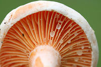 Lactarius salmoneus Growing in grass beneath loblolly pines in a public park in Floyd County, GA, US. September 25, 2018. Does not bruise/discolor when cut. Latex (slowly) stains the gills blue/green. Flavor and odor is pleasant/indistinct.<br />
https://www.jungledragon.com/image/66850/lactarius_deliciosus_group.html<br />
https://www.jungledragon.com/image/66852/lactarius_deliciosus_group.html<br />
https://www.jungledragon.com/image/66853/lactarius_deliciosus_group.html Fall,Geotagged,Lactarius salmoneus,United States