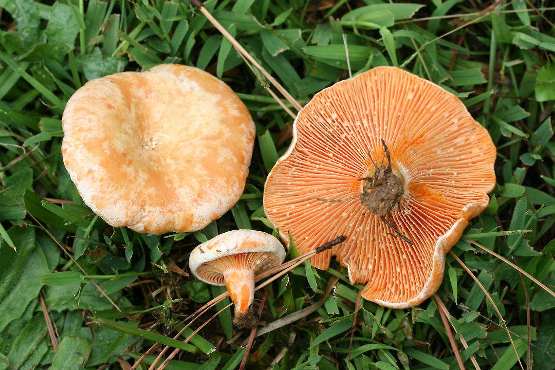 Lactarius salmoneus Growing in grass beneath loblolly pines in a public park in Floyd County, GA, US. September 25, 2018. Does not bruise/discolor when cut. Latex (slowly) stains the gills blue/green. Flavor and odor is pleasant/indistinct.<br />
<figure class="photo"><a href="https://www.jungledragon.com/image/66850/lactarius_salmoneus.html" title="Lactarius salmoneus"><img src="https://s3.amazonaws.com/media.jungledragon.com/images/3231/66850_thumb.jpg?AWSAccessKeyId=05GMT0V3GWVNE7GGM1R2&Expires=1759968010&Signature=WscpP8Pua02i6wx7Hy1c0pa2JH4%3D" width="200" height="134" alt="Lactarius salmoneus <br />
Growing in grass beneath loblolly pines in a public park in Floyd County, GA, US. September 25, 2018. Does not bruise/discolor when cut. Latex (slowly) stains the gills blue/green. Flavor and odor is pleasant/indistinct.<br />
<br />
https://www.jungledragon.com/image/66853/lactarius_deliciosus_group.html<br />
https://www.jungledragon.com/image/66852/lactarius_deliciosus_group.html<br />
https://www.jungledragon.com/image/66851/lactarius_deliciosus_group.html Fall,Geotagged,Lactarius salmoneus,United States" /></a></figure><br />
<figure class="photo"><a href="https://www.jungledragon.com/image/66853/lactarius_salmoneus.html" title="Lactarius salmoneus"><img src="https://s3.amazonaws.com/media.jungledragon.com/images/3231/66853_thumb.jpg?AWSAccessKeyId=05GMT0V3GWVNE7GGM1R2&Expires=1759968010&Signature=4OR0HlhZTpiToC287LUFVLZ87kg%3D" width="200" height="134" alt="Lactarius salmoneus <br />
Growing in grass beneath loblolly pines in a public park in Floyd County, GA, US. September 25, 2018. Does not bruise/discolor when cut. Latex (slowly) stains the gills blue/green. Flavor and odor is pleasant/indistinct.<br />
https://www.jungledragon.com/image/66850/lactarius_deliciosus_group.html<br />
https://www.jungledragon.com/image/66852/lactarius_deliciosus_group.html<br />
https://www.jungledragon.com/image/66851/lactarius_deliciosus_group.html Fall,Geotagged,Lactarius salmoneus,United States" /></a></figure><br />
<figure class="photo"><a href="https://www.jungledragon.com/image/66851/lactarius_salmoneus.html" title="Lactarius salmoneus"><img src="https://s3.amazonaws.com/media.jungledragon.com/images/3231/66851_thumb.jpg?AWSAccessKeyId=05GMT0V3GWVNE7GGM1R2&Expires=1759968010&Signature=FkAkHwm3f4u83se7524Y0nwDeeo%3D" width="200" height="134" alt="Lactarius salmoneus Growing in grass beneath loblolly pines in a public park in Floyd County, GA, US. September 25, 2018. Does not bruise/discolor when cut. Latex (slowly) stains the gills blue/green. Flavor and odor is pleasant/indistinct.<br />
https://www.jungledragon.com/image/66850/lactarius_deliciosus_group.html<br />
https://www.jungledragon.com/image/66852/lactarius_deliciosus_group.html<br />
https://www.jungledragon.com/image/66853/lactarius_deliciosus_group.html Fall,Geotagged,Lactarius salmoneus,United States" /></a></figure> Fall,Geotagged,Lactarius salmoneus,United States