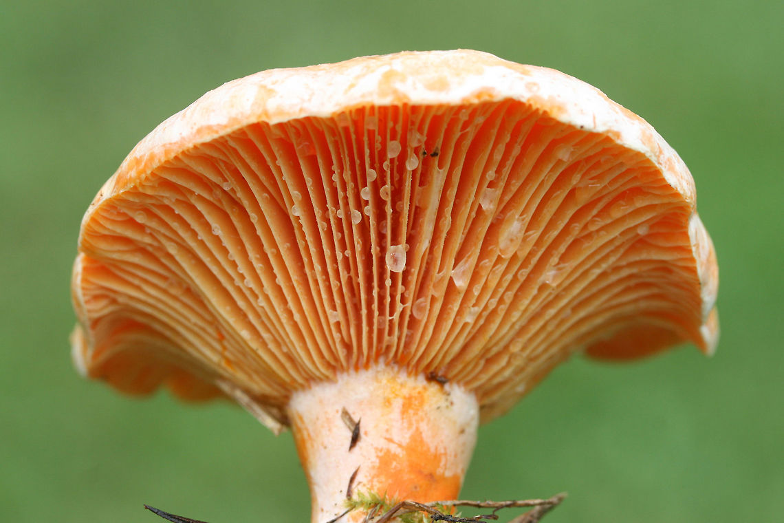 Lactarius salmoneus <br />
Growing in grass beneath loblolly pines in a public park in Floyd County, GA, US. September 25, 2018. Does not bruise/discolor when cut. Latex (slowly) stains the gills blue/green. Flavor and odor is pleasant/indistinct.<br />
<figure class="photo"><a href="https://www.jungledragon.com/image/66850/lactarius_salmoneus.html" title="Lactarius salmoneus"><img src="https://s3.amazonaws.com/media.jungledragon.com/images/3231/66850_thumb.jpg?AWSAccessKeyId=05GMT0V3GWVNE7GGM1R2&Expires=1759968010&Signature=WscpP8Pua02i6wx7Hy1c0pa2JH4%3D" width="200" height="134" alt="Lactarius salmoneus <br />
Growing in grass beneath loblolly pines in a public park in Floyd County, GA, US. September 25, 2018. Does not bruise/discolor when cut. Latex (slowly) stains the gills blue/green. Flavor and odor is pleasant/indistinct.<br />
<br />
https://www.jungledragon.com/image/66853/lactarius_deliciosus_group.html<br />
https://www.jungledragon.com/image/66852/lactarius_deliciosus_group.html<br />
https://www.jungledragon.com/image/66851/lactarius_deliciosus_group.html Fall,Geotagged,Lactarius salmoneus,United States" /></a></figure><br />
<figure class="photo"><a href="https://www.jungledragon.com/image/66852/lactarius_salmoneus.html" title="Lactarius salmoneus"><img src="https://s3.amazonaws.com/media.jungledragon.com/images/3231/66852_thumb.jpg?AWSAccessKeyId=05GMT0V3GWVNE7GGM1R2&Expires=1759968010&Signature=tMa4YGwccInMF0YQjsfWpByD3oI%3D" width="200" height="134" alt="Lactarius salmoneus Growing in grass beneath loblolly pines in a public park in Floyd County, GA, US. September 25, 2018. Does not bruise/discolor when cut. Latex (slowly) stains the gills blue/green. Flavor and odor is pleasant/indistinct.<br />
https://www.jungledragon.com/image/66850/lactarius_deliciosus_group.html<br />
https://www.jungledragon.com/image/66853/lactarius_deliciosus_group.html<br />
https://www.jungledragon.com/image/66851/lactarius_deliciosus_group.html Fall,Geotagged,Lactarius salmoneus,United States" /></a></figure><br />
<figure class="photo"><a href="https://www.jungledragon.com/image/66851/lactarius_salmoneus.html" title="Lactarius salmoneus"><img src="https://s3.amazonaws.com/media.jungledragon.com/images/3231/66851_thumb.jpg?AWSAccessKeyId=05GMT0V3GWVNE7GGM1R2&Expires=1759968010&Signature=FkAkHwm3f4u83se7524Y0nwDeeo%3D" width="200" height="134" alt="Lactarius salmoneus Growing in grass beneath loblolly pines in a public park in Floyd County, GA, US. September 25, 2018. Does not bruise/discolor when cut. Latex (slowly) stains the gills blue/green. Flavor and odor is pleasant/indistinct.<br />
https://www.jungledragon.com/image/66850/lactarius_deliciosus_group.html<br />
https://www.jungledragon.com/image/66852/lactarius_deliciosus_group.html<br />
https://www.jungledragon.com/image/66853/lactarius_deliciosus_group.html Fall,Geotagged,Lactarius salmoneus,United States" /></a></figure> Fall,Geotagged,Lactarius salmoneus,United States
